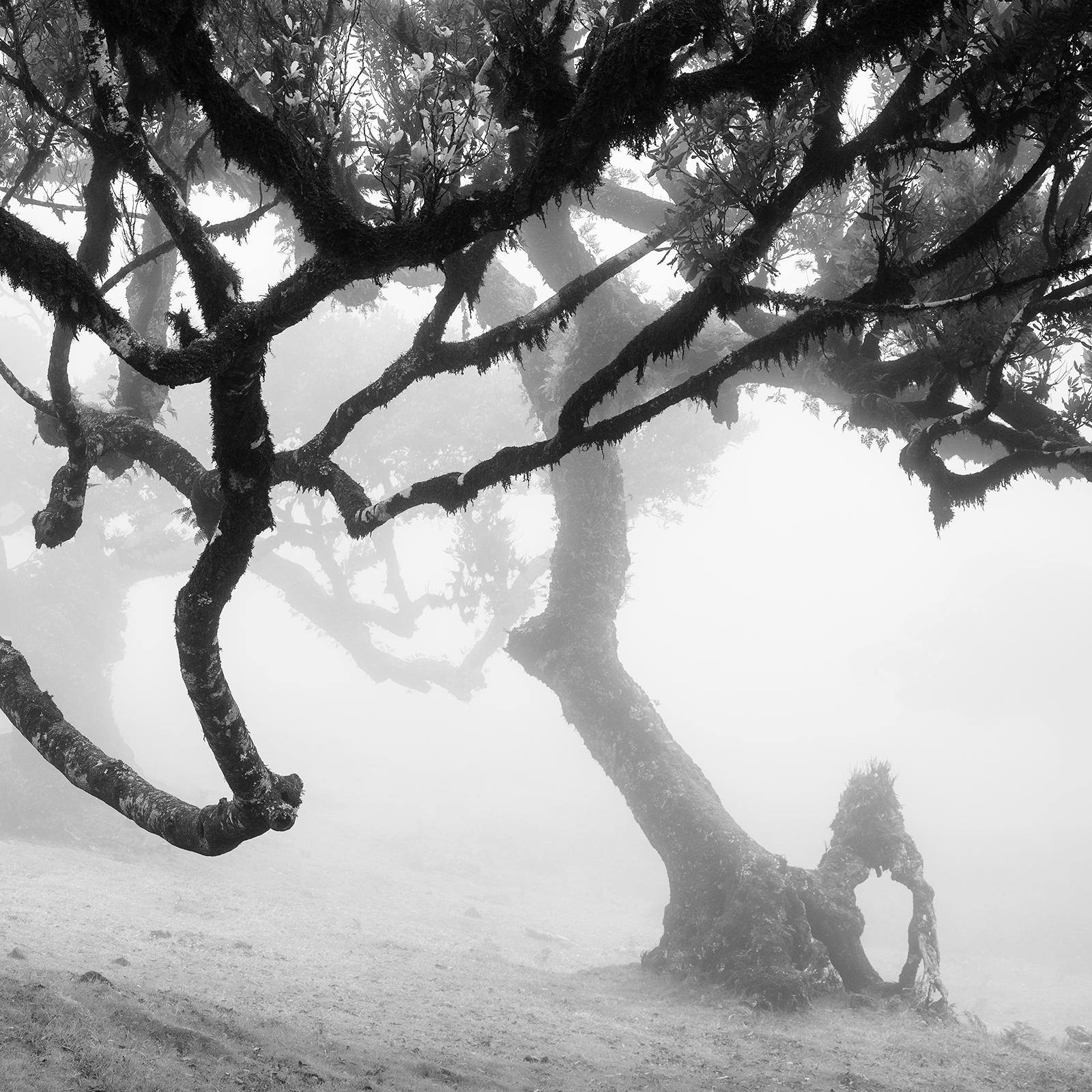 Antike Laurisilva, verzauberter Wald, Madeira, Schwarz-Weiß-Landschaftsfoto im Angebot 6