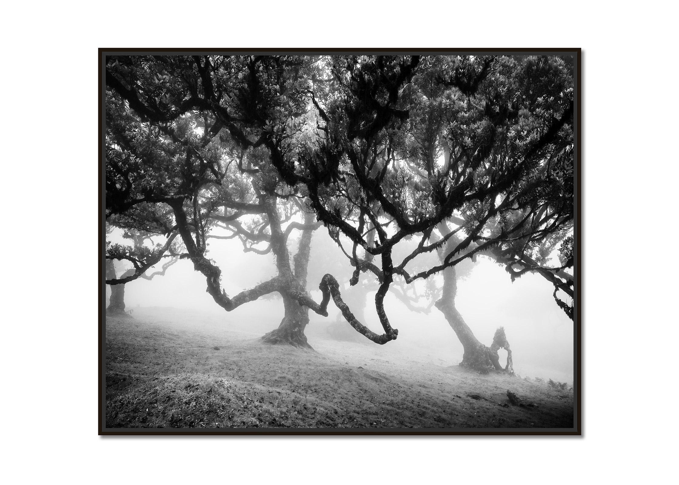 Ancient Laurisilva, enchanted Forest, Madeira, black and white landscape photo - Photograph by Gerald Berghammer
