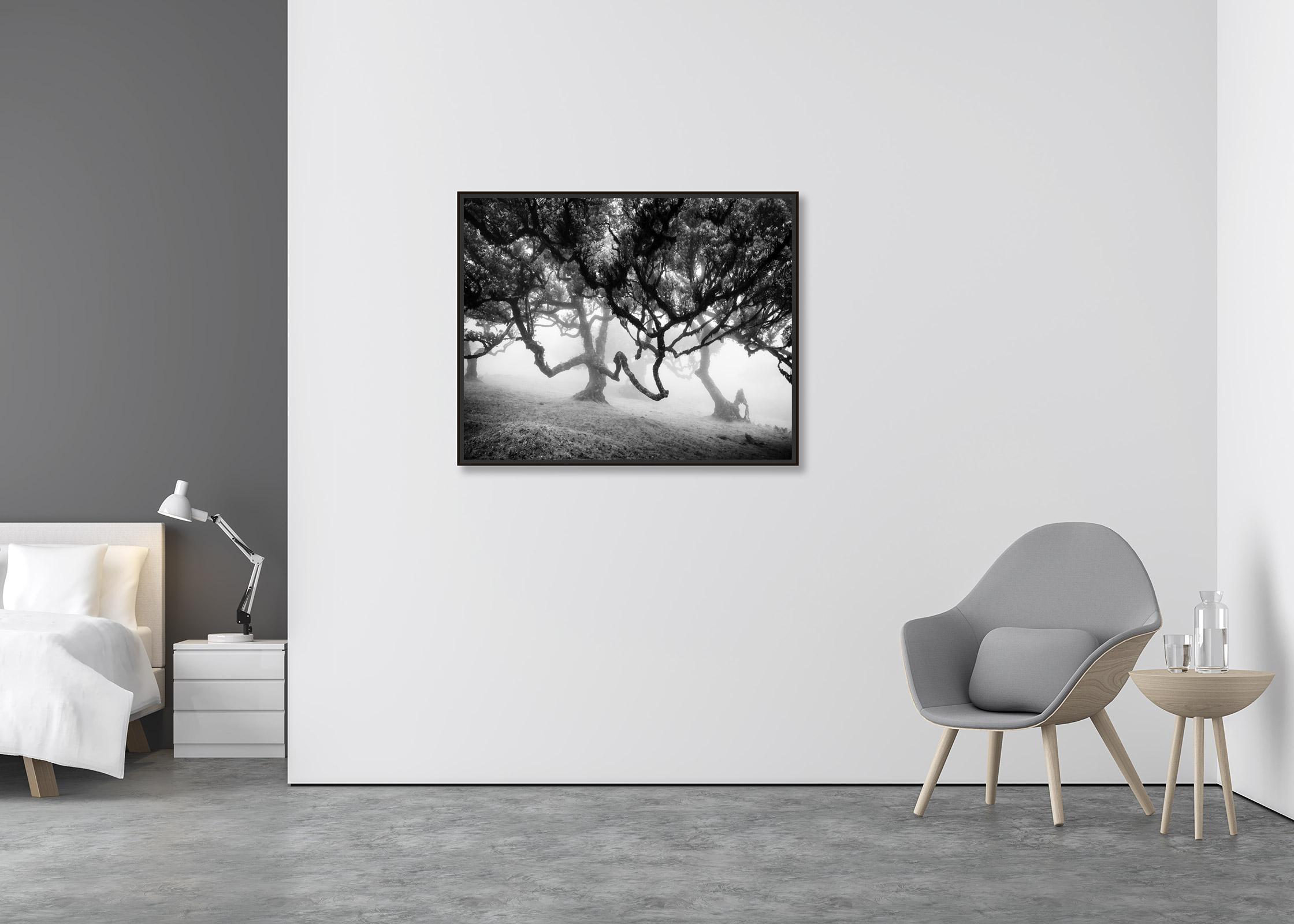 Ancient Laurisilva, enchanted Forest, Madeira, black and white landscape photo - Contemporary Photograph by Gerald Berghammer