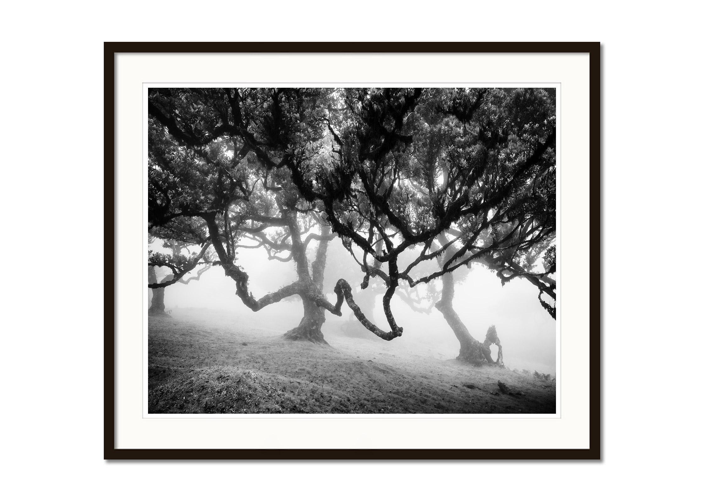 Ancient Laurisilva, enchanted Forest, Madeira, black and white landscape photo - Black Landscape Photograph by Gerald Berghammer