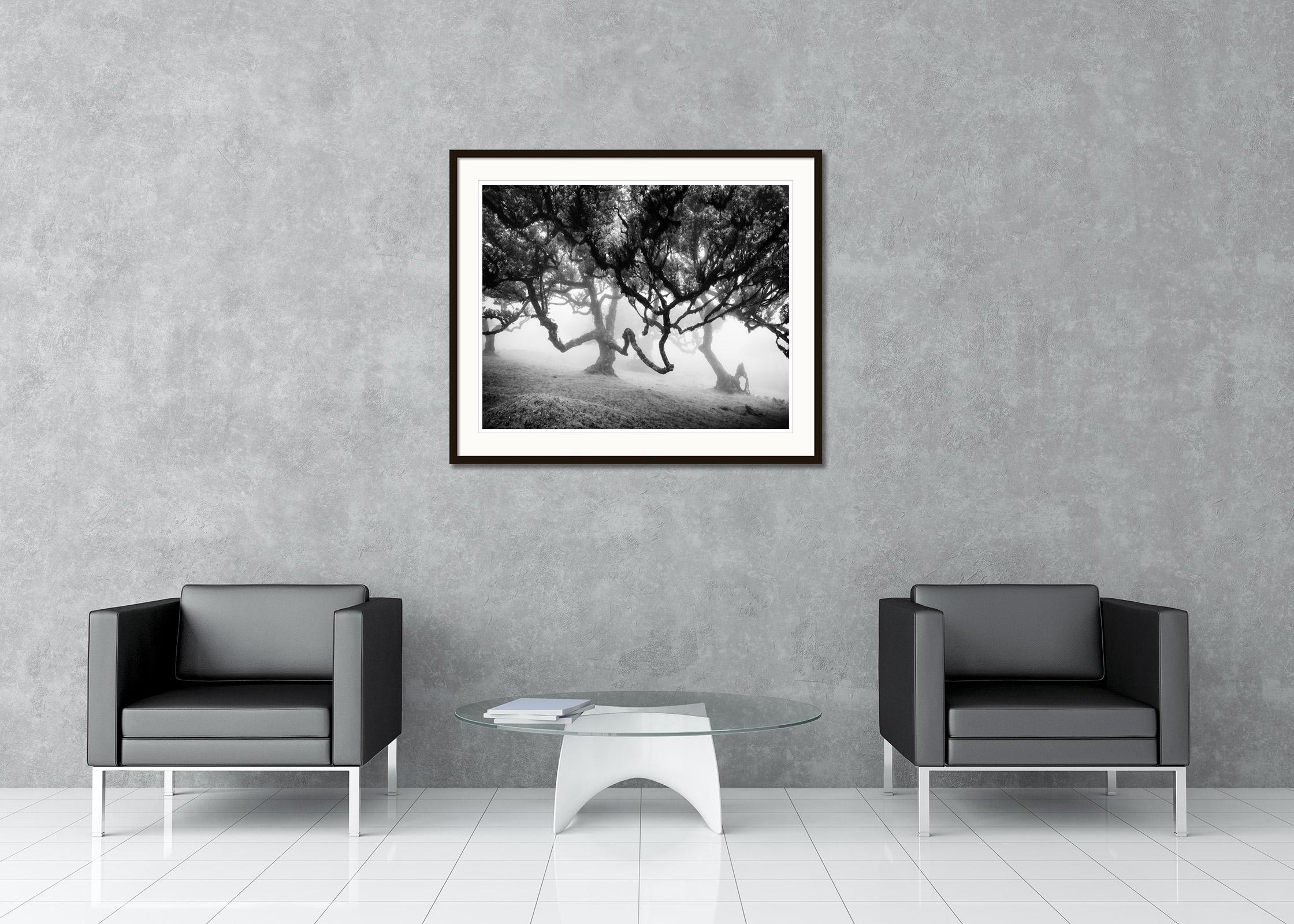 Black and White Fine Art Landscape Photography - Old Laurisilva tree in the fairy forest at foggy mystical mood, madeira. Archival pigment ink print, edition of 8. Signed, titled, dated and numbered by artist. Certificate of authenticity included.