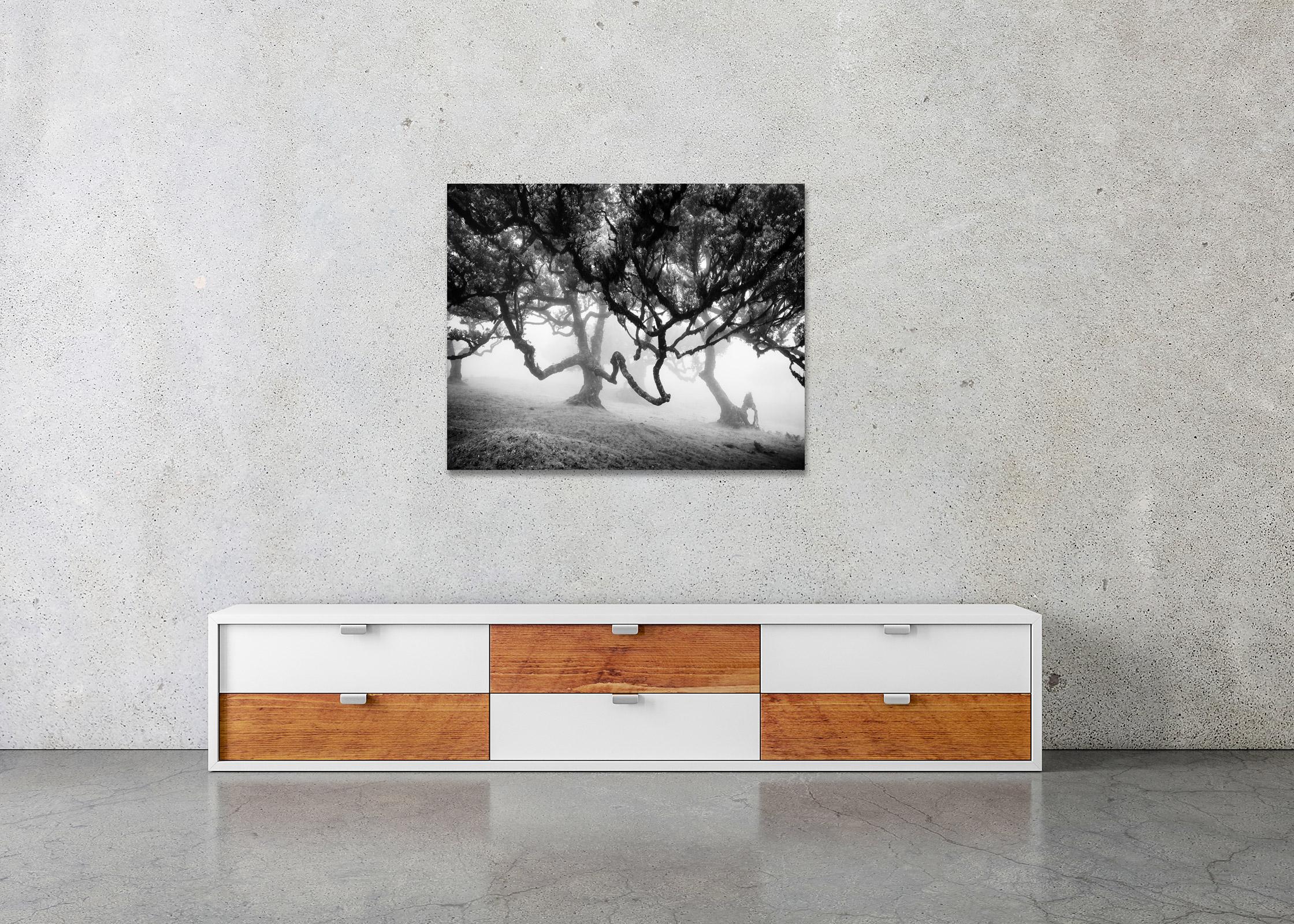 Ancient Laurisilva, enchanted Forest, Madeira, black and white landscape photo For Sale 1