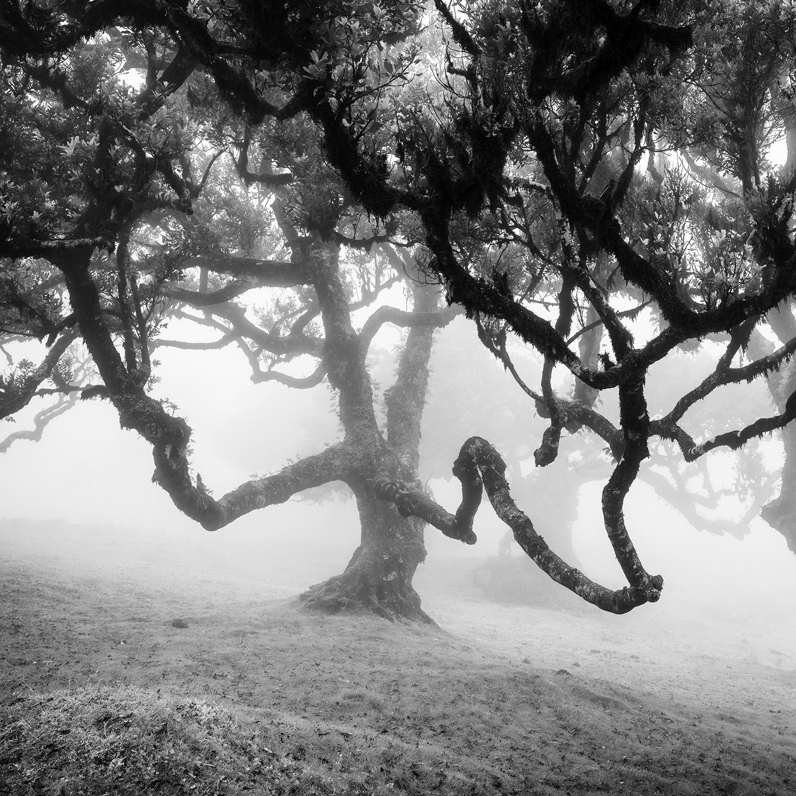 Ancient Laurisilva, enchanted Forest, Madeira, black and white landscape photo For Sale 3