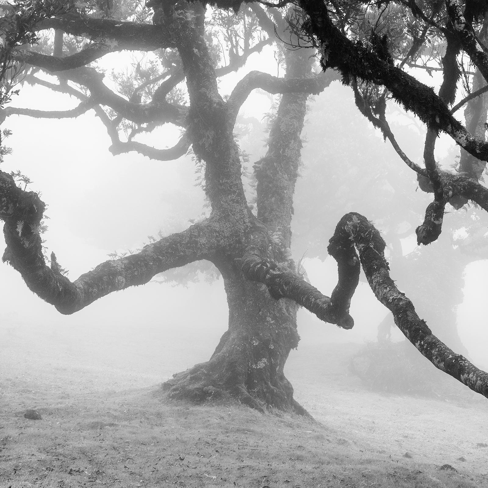 Ancient Laurisilva, enchanted Forest, Madeira, black and white landscape photo For Sale 4