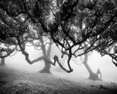 Ancient Laurisilva, enchanted Forest, Madeira, black and white landscape photo