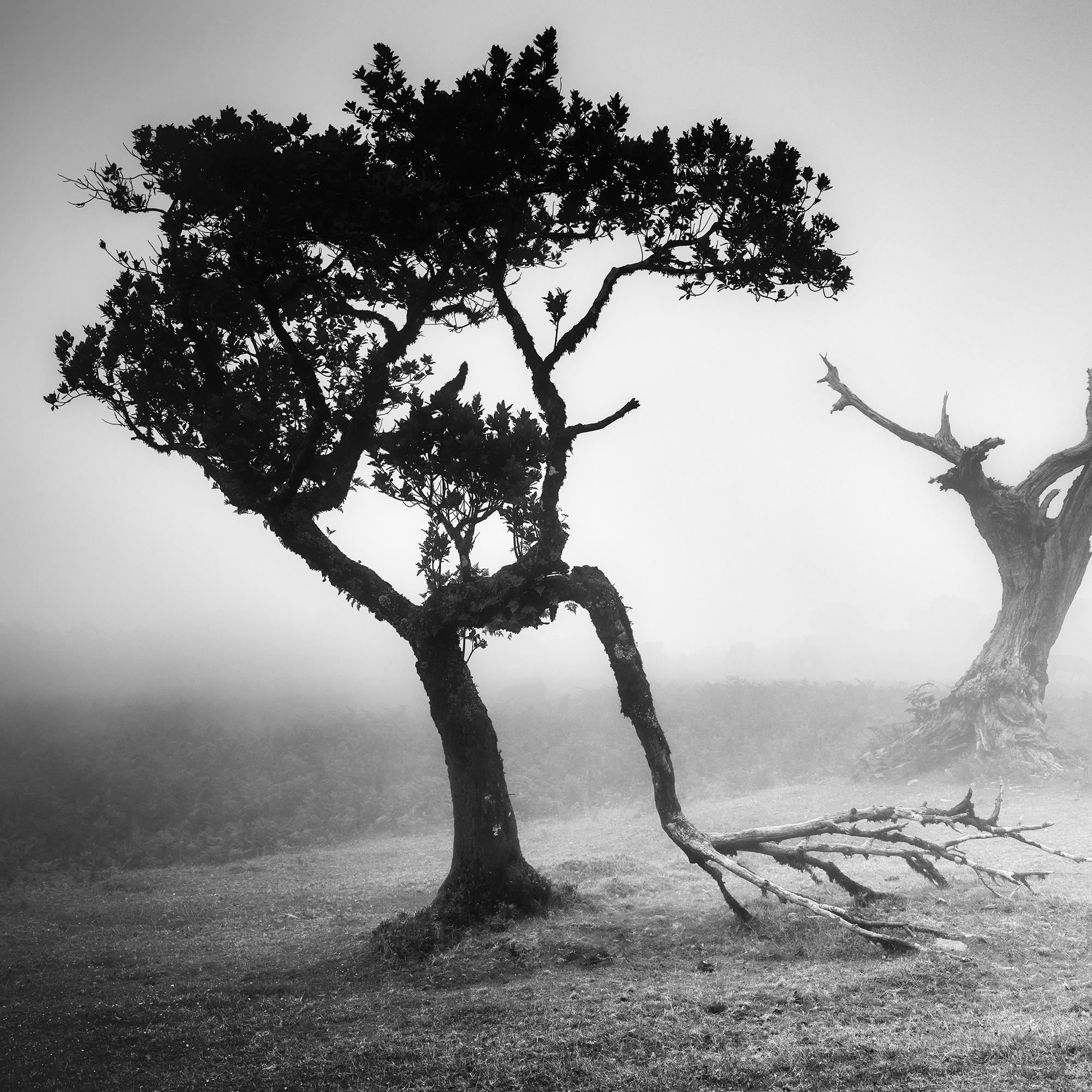 Ancienne Laurisilva, Black Forest, Fairies, Arbres, brumeux, photo noir et blanc, paysage en vente 5