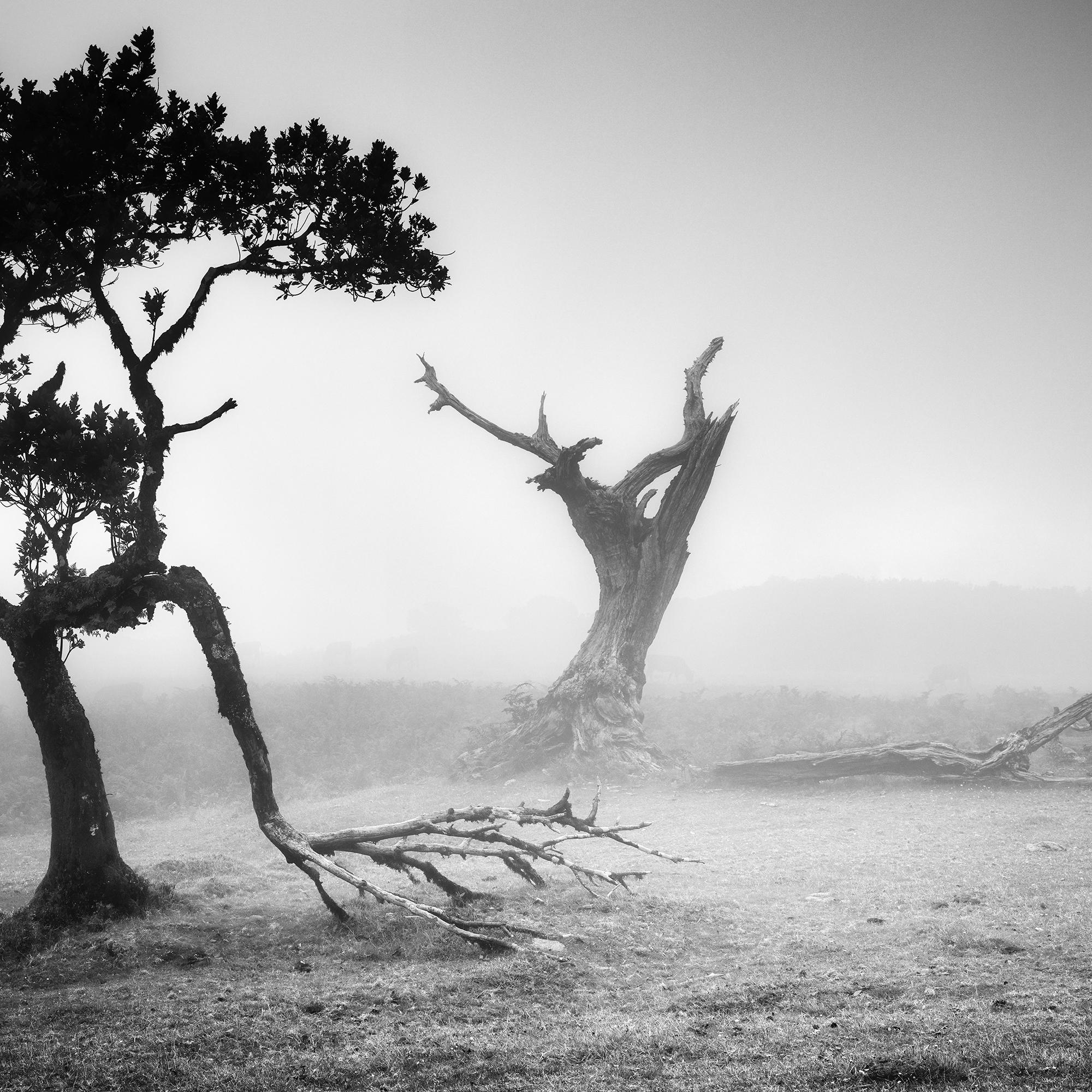 Ancienne Laurisilva, Black Forest, Fairies, Arbres, brumeux, photo noir et blanc, paysage en vente 6