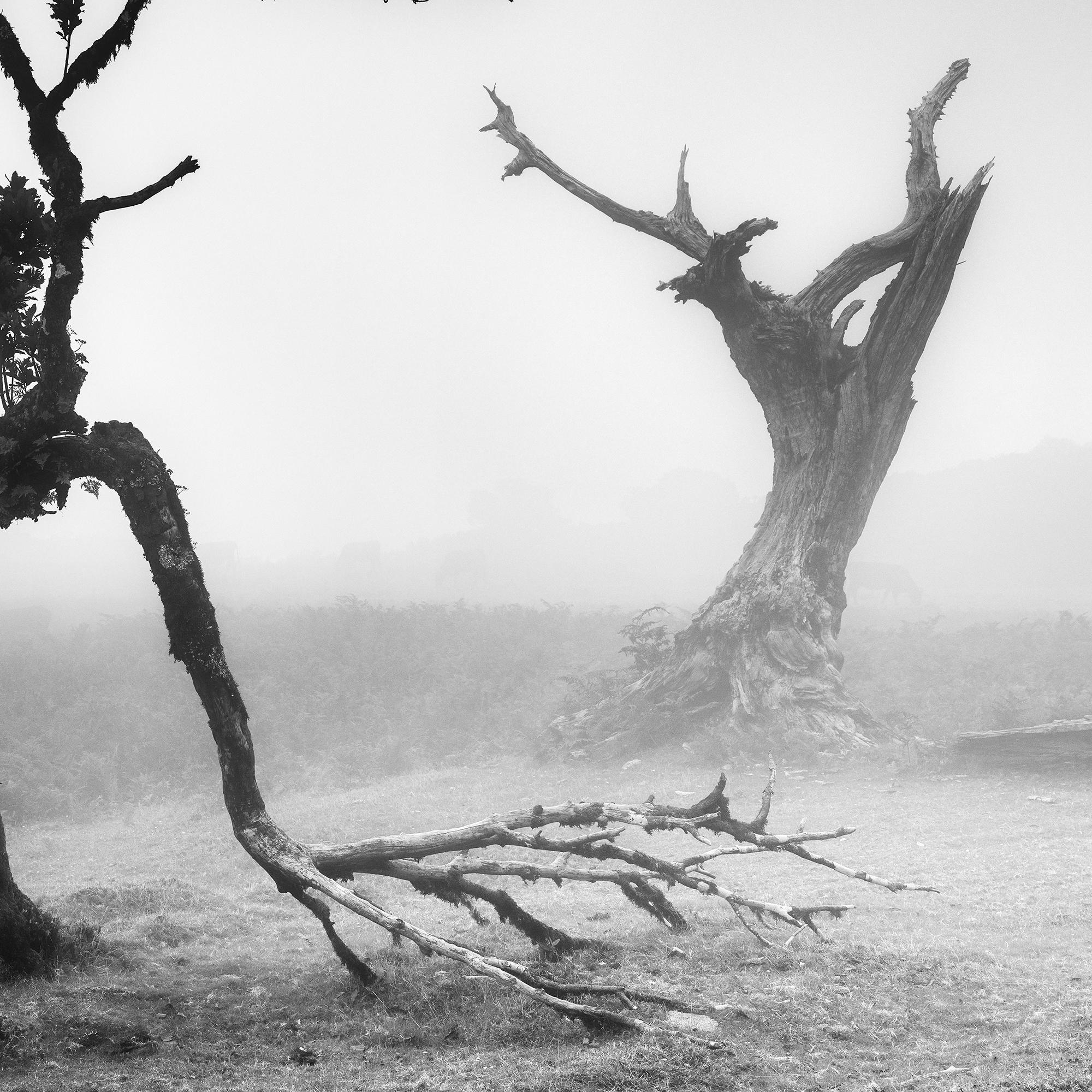 Ancienne Laurisilva, Black Forest, Fairies, Arbres, brumeux, photo noir et blanc, paysage en vente 7