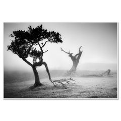 Misty Laurel Tree, Fanal Laurisilva Forest — Black and White Fine Art Photograph