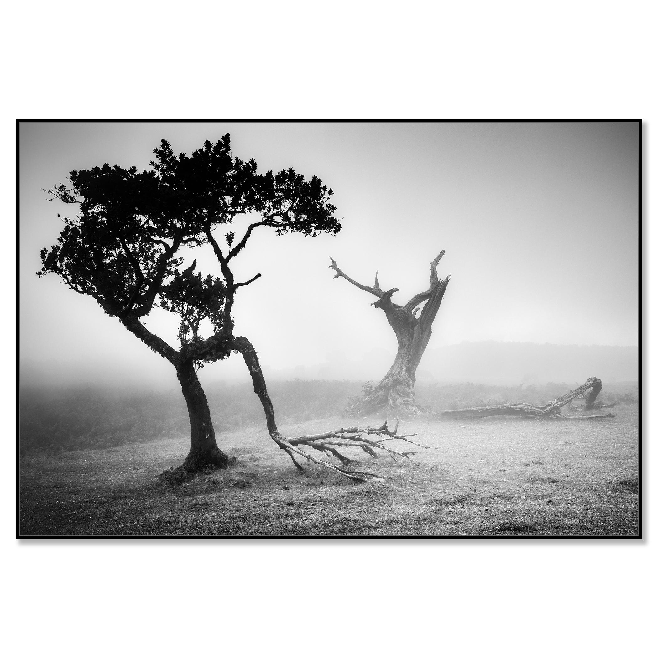 Ancienne Laurisilva, Black Forest, Fairies, Arbres, brumeux, photo noir et blanc, paysage - Contemporain Photograph par Gerald Berghammer