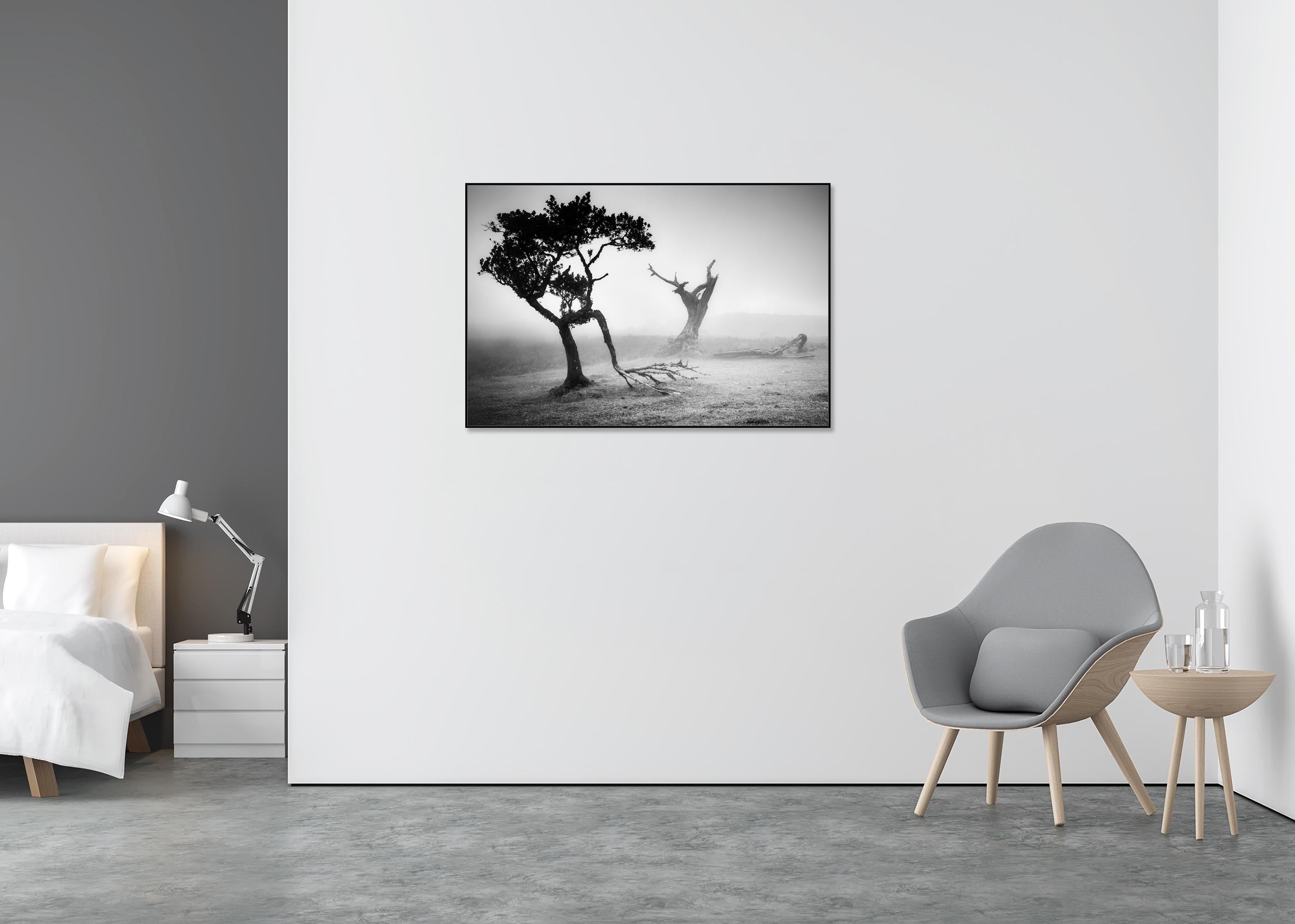 Ancienne Laurisilva, Black Forest, Fairies, Arbres, brumeux, photo noir et blanc, paysage - Gris Black and White Photograph par Gerald Berghammer