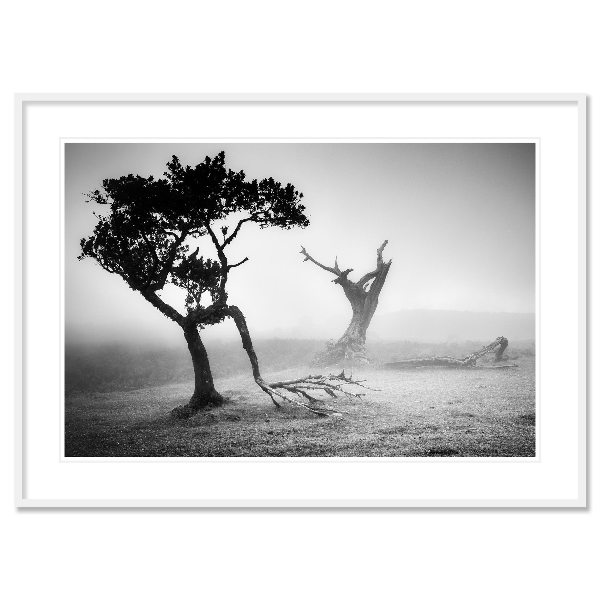 Photographie de paysage panoramique en noir et blanc. Arbres mystiques dans une forêt de fées dans le brouillard, Madère, Portugal. Épreuve à l'encre pigmentaire d'archives, édition de 7 exemplaires. Signée, titrée, datée et numérotée par l'artiste.