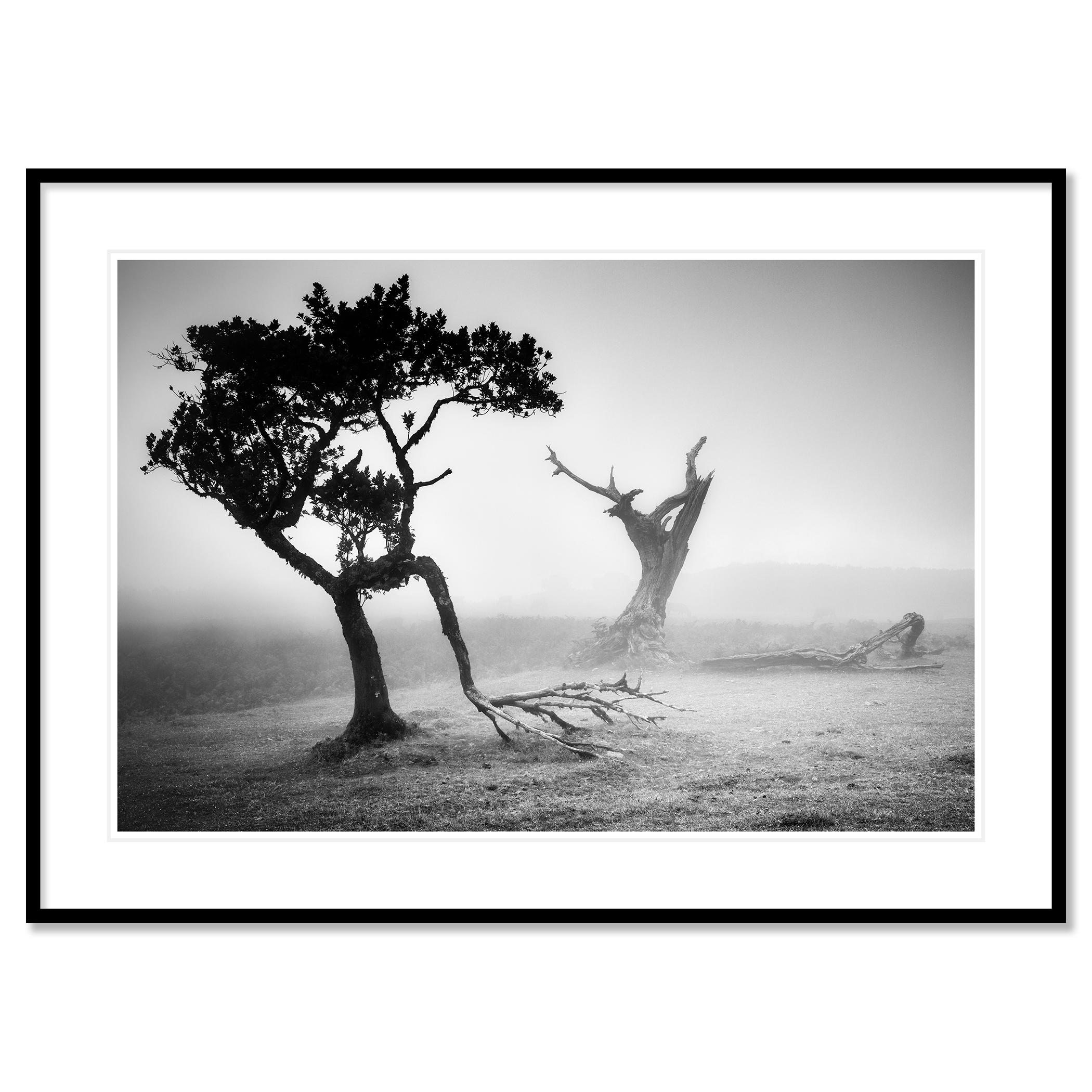 Ancienne Laurisilva, Black Forest, Fairies, Arbres, brumeux, photo noir et blanc, paysage en vente 1