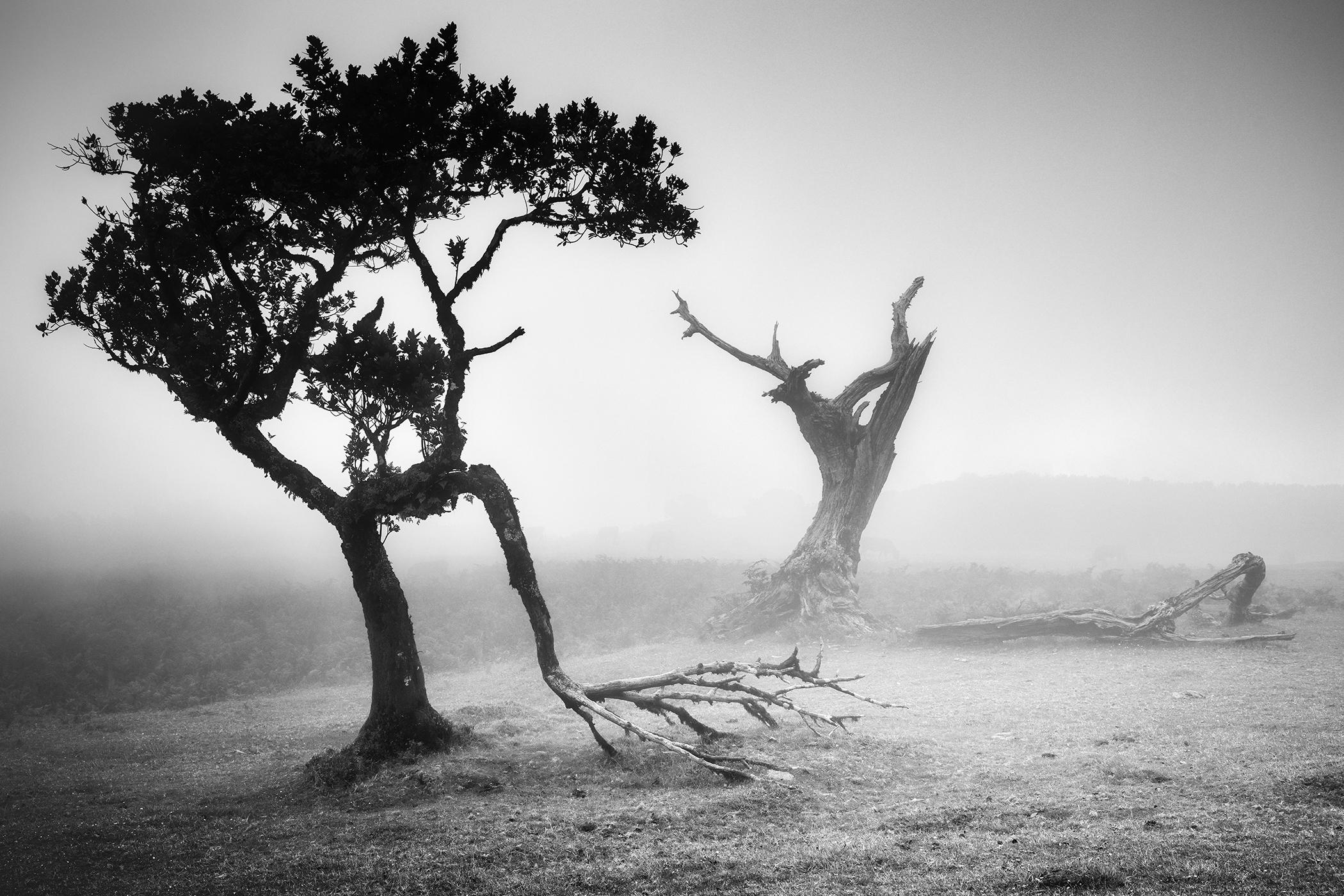 Antigua Laurisilva, Bosque de las Hadas, Árboles, niebla, foto en blanco y negro, paisaje