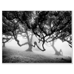 Bosque antiguo de Laurisilva - Fotografía abstracta de árboles en blanco y negro