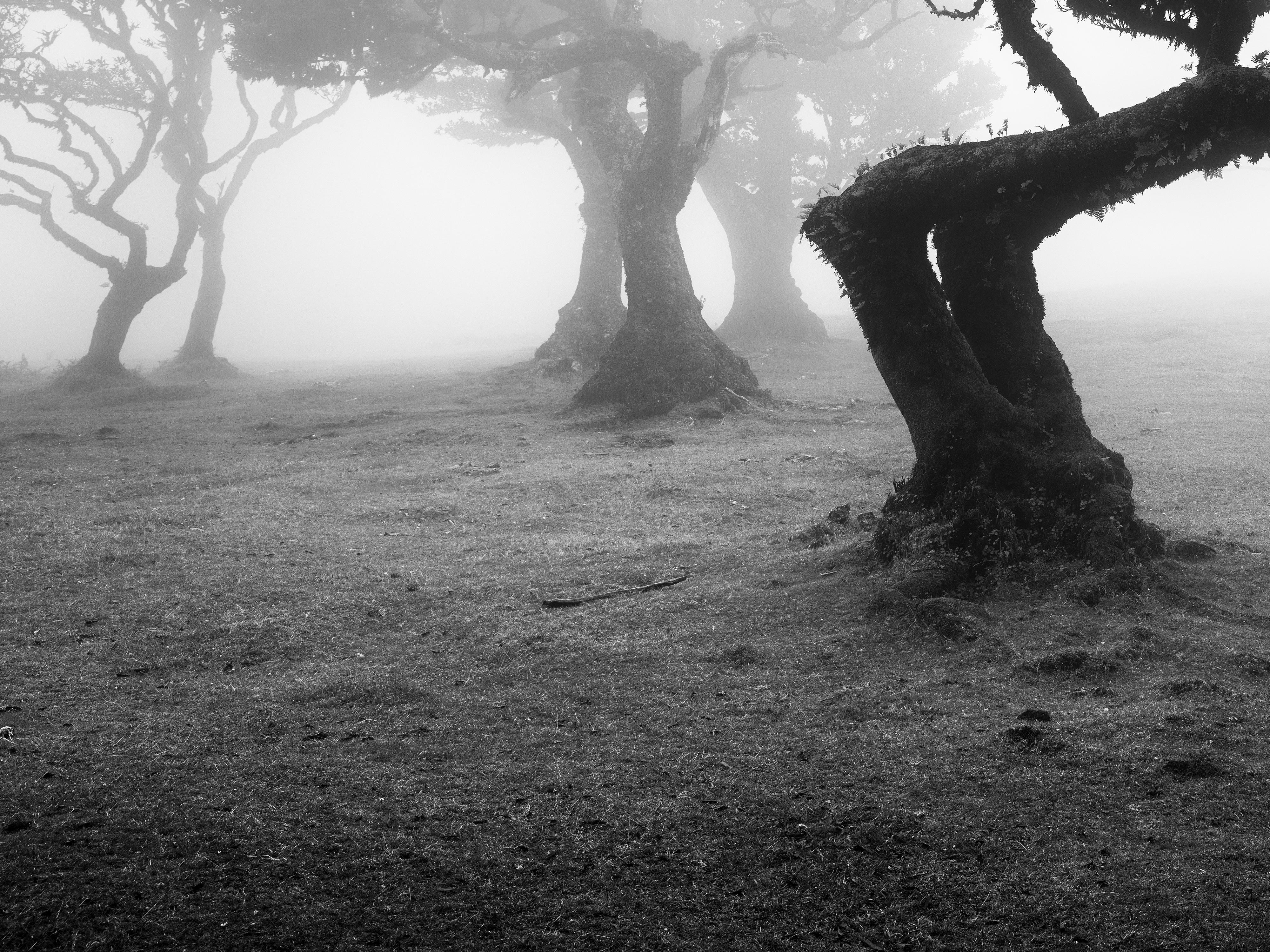 Ancient Laurisilva Forest, bent Tree, black and white photography, landscape For Sale 6