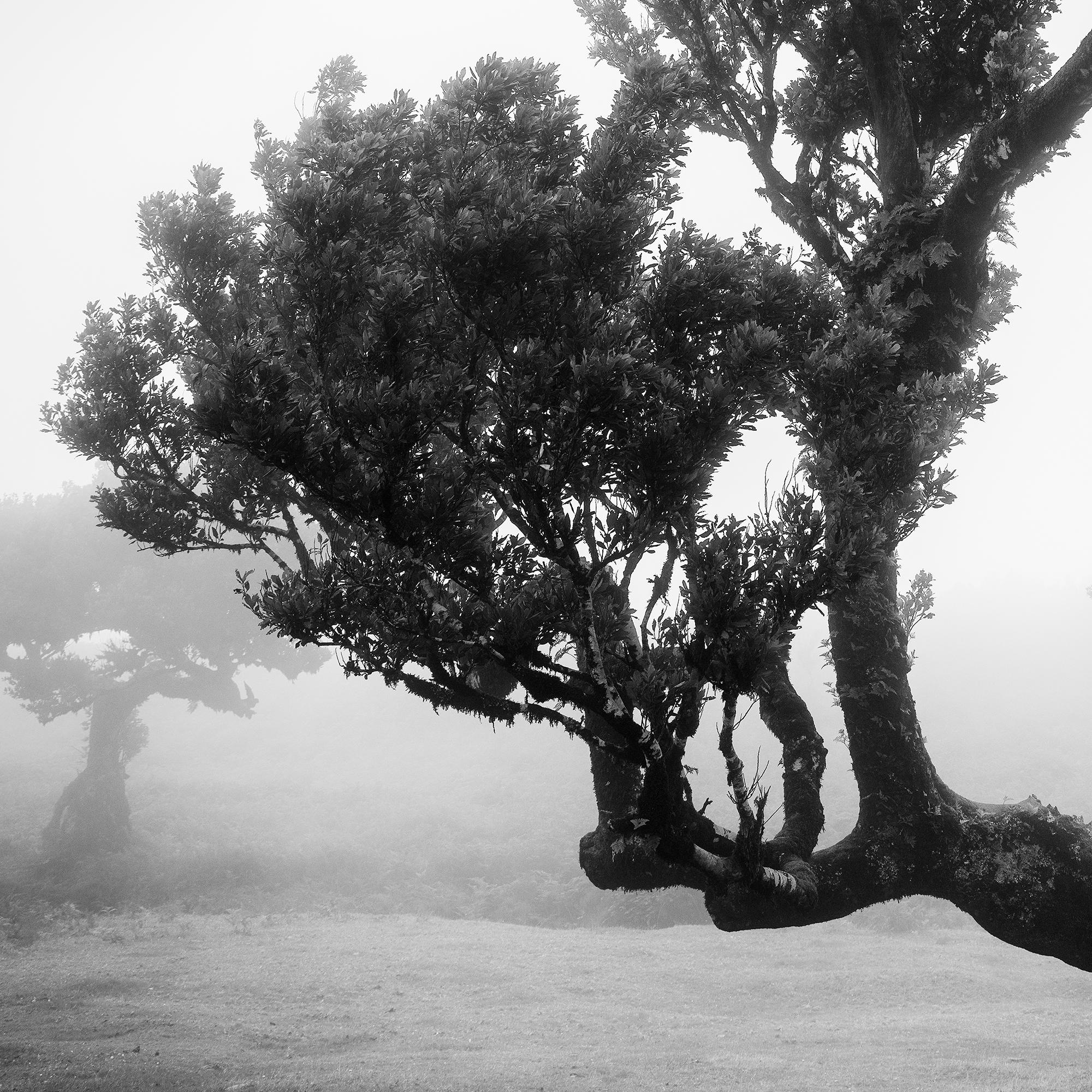 Antiker Laurisilva-Wälder, gebogener Baum, Schwarz-Weiß-Fotografie, Landschaft im Angebot 5