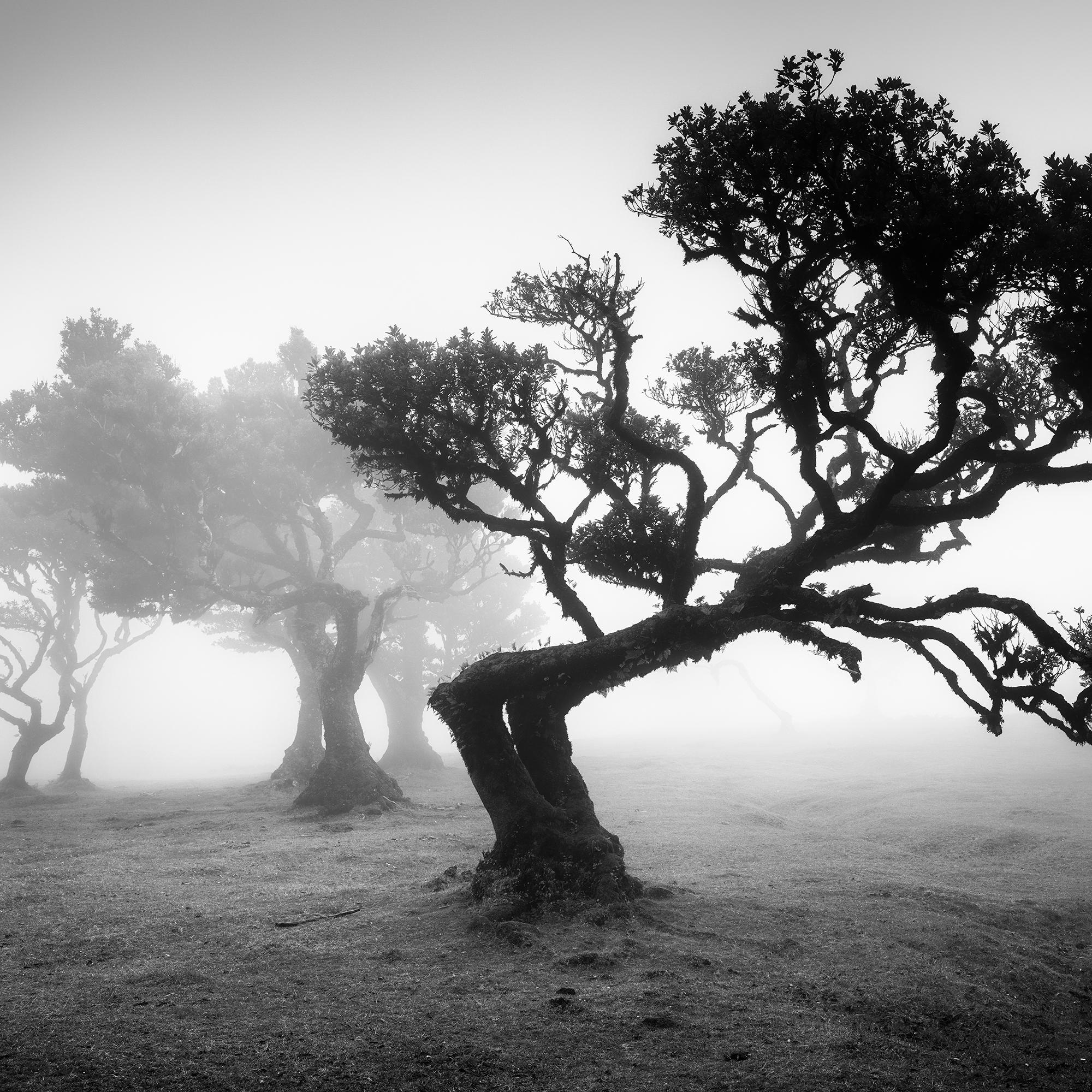 Bosque antiguo de Laurisilva, árbol doblado, fotografía en blanco y negro, paisaje en venta 5
