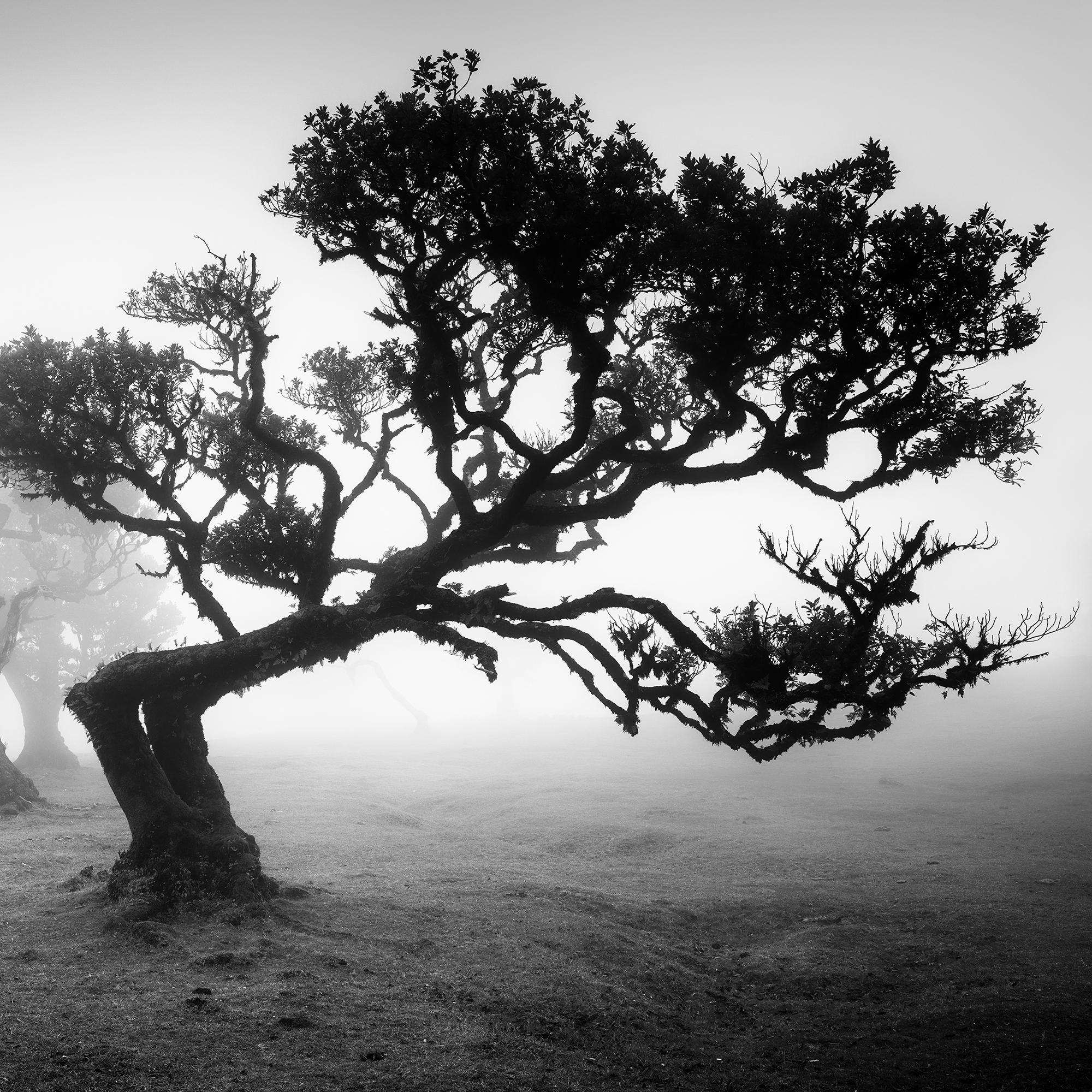 Bosque antiguo de Laurisilva, árbol doblado, fotografía en blanco y negro, paisaje en venta 6