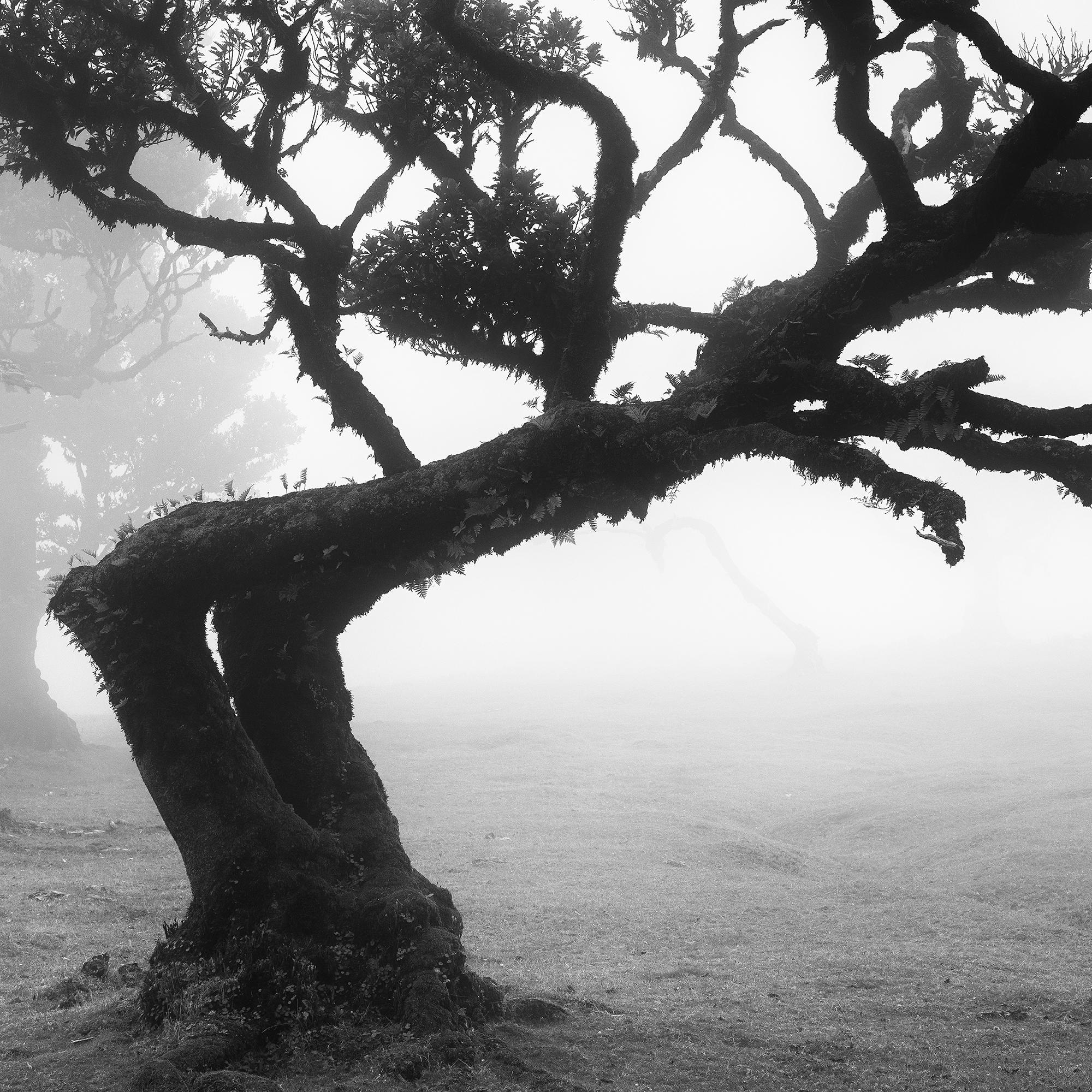 Bosque antiguo de Laurisilva, árbol doblado, fotografía en blanco y negro, paisaje en venta 7