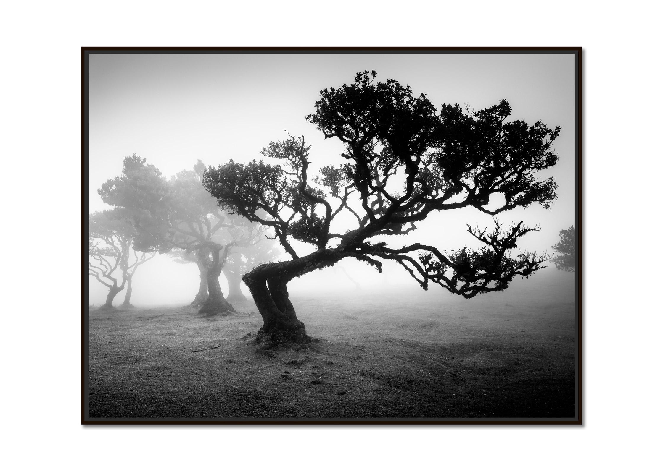 Ancient Laurisilva Forest, bent Tree, black and white photography, landscape - Photograph by Gerald Berghammer
