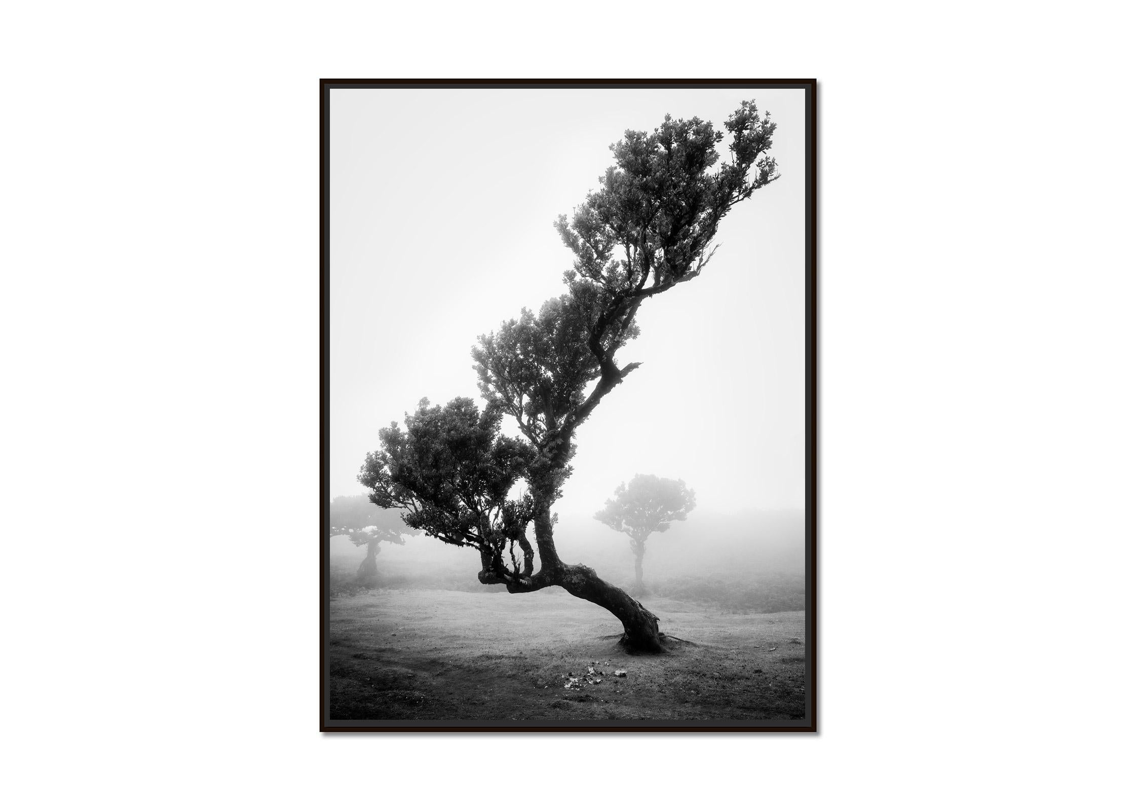 Ancient Laurisilva Forest, bent Tree, black and white photography, landscape - Photograph by Gerald Berghammer