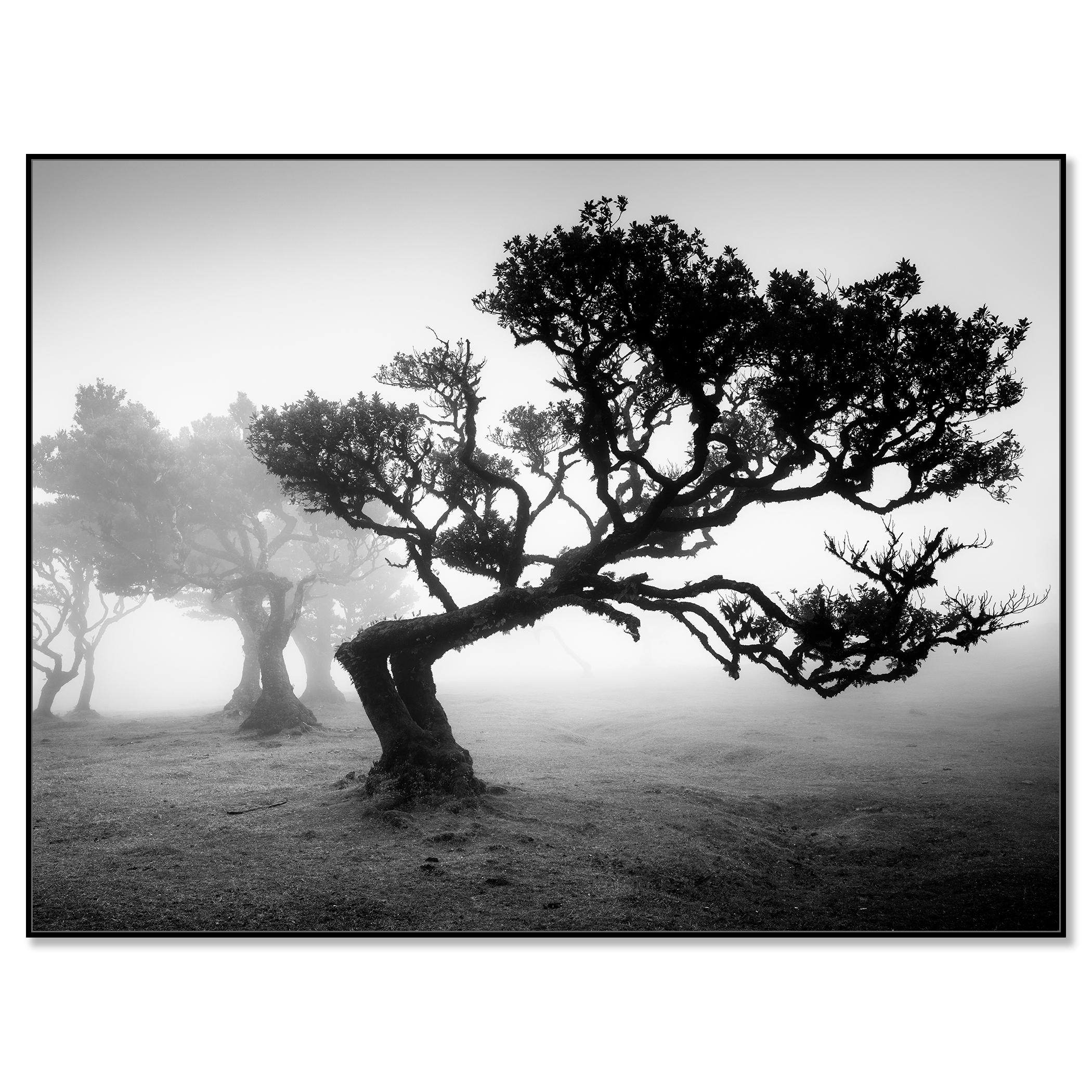 Bosque antiguo de Laurisilva, árbol doblado, fotografía en blanco y negro, paisaje - Photograph de Gerald Berghammer