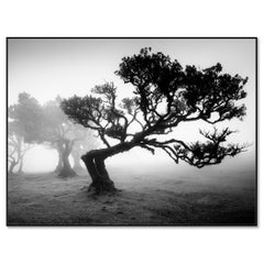 Ancient Laurisilva Forest, bent Tree, black and white photography, landscape