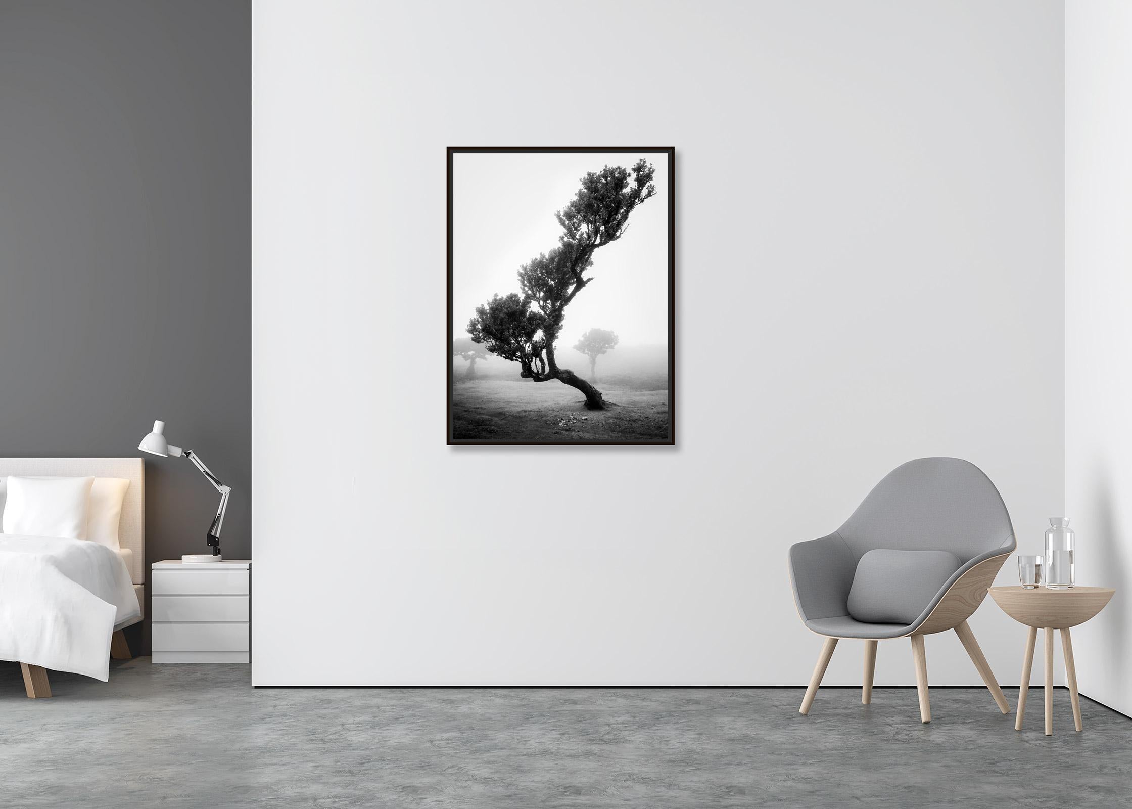 Ancient Laurisilva Forest, bent Tree, black and white photography, landscape - Minimalist Photograph by Gerald Berghammer