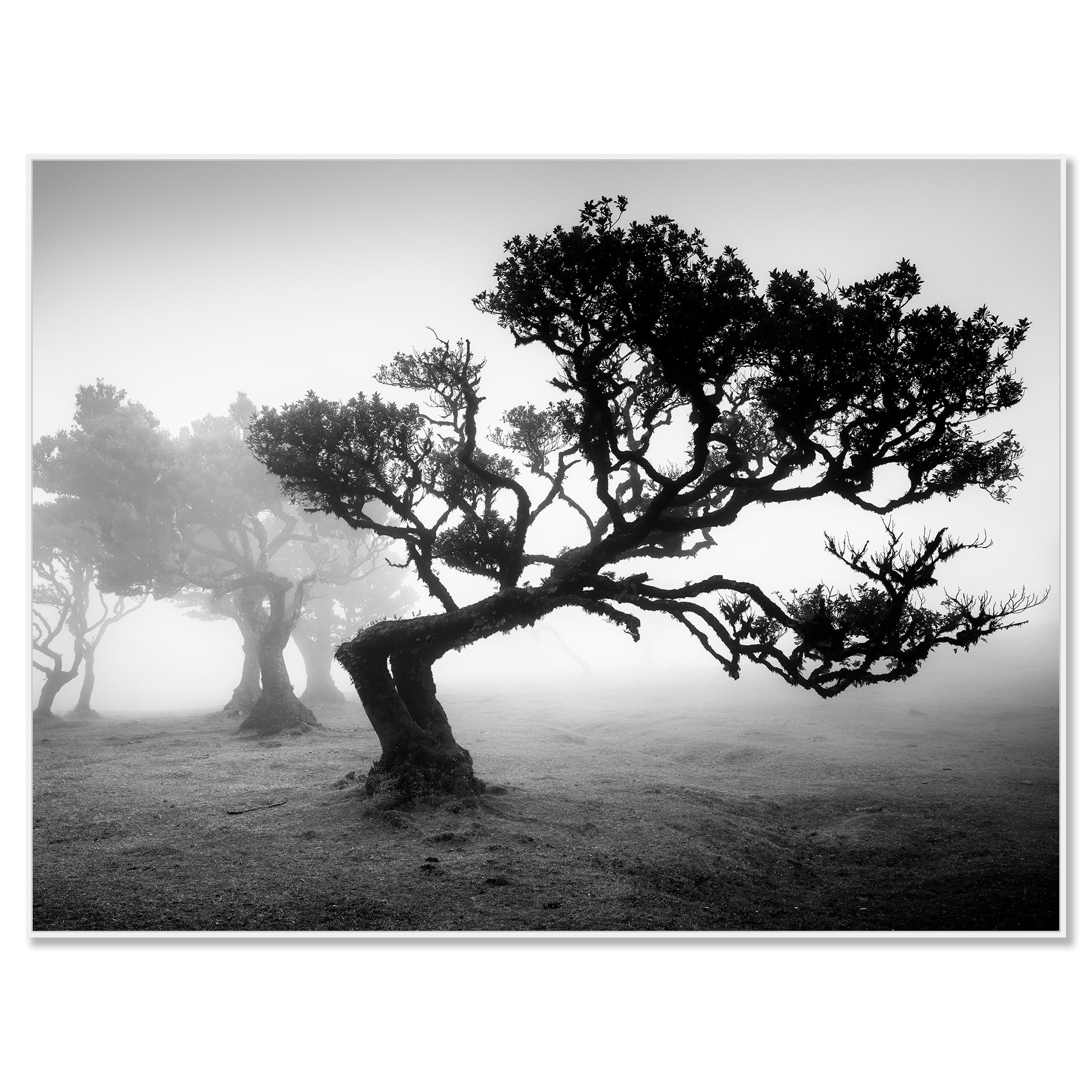 Bosque antiguo de Laurisilva, árbol doblado, fotografía en blanco y negro, paisaje - Photograph Contemporáneo de Gerald Berghammer