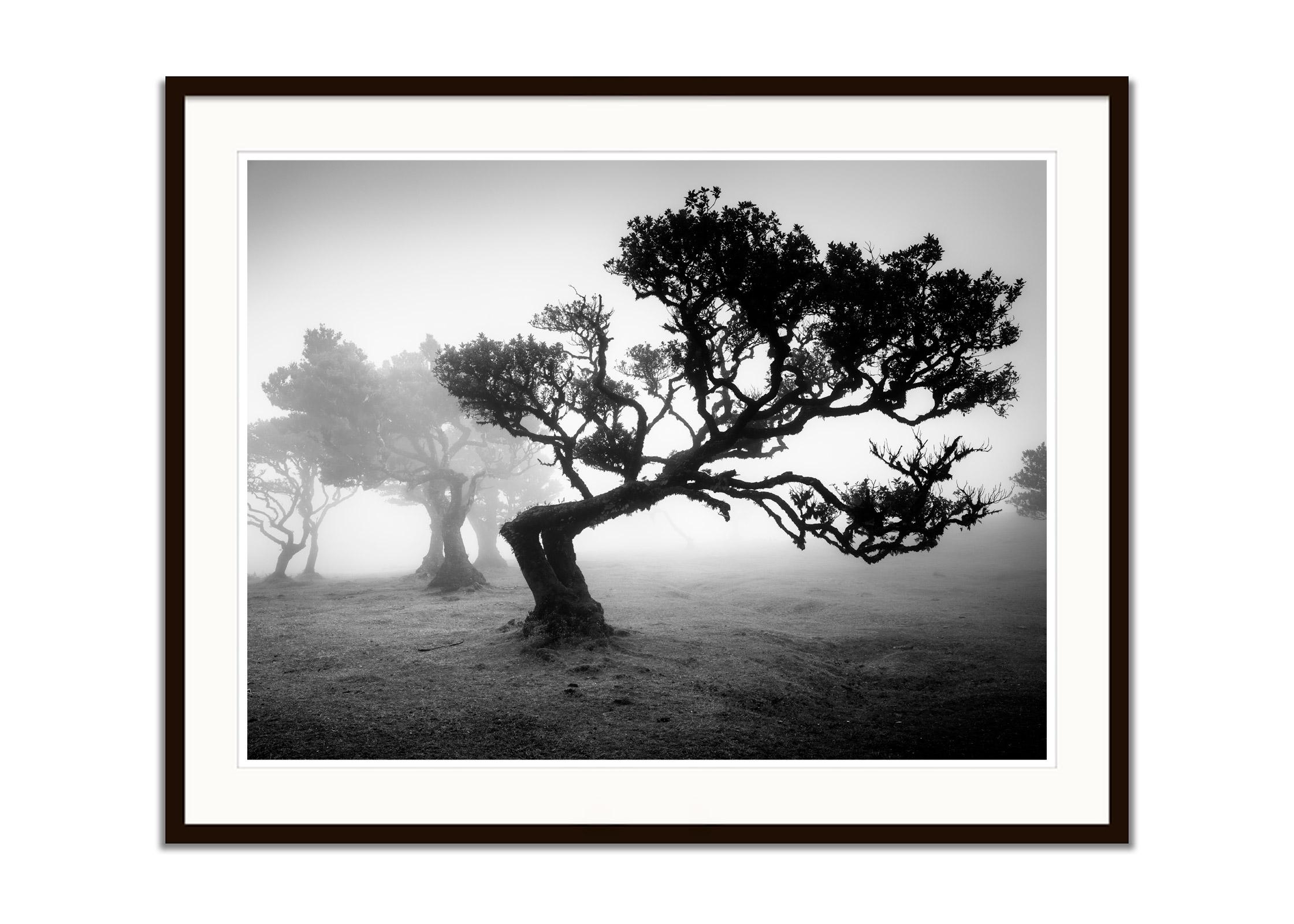 Photographie d'art de paysage en noir et blanc. Arbre courbé dans le brouillard de la forêt des fées sur l'île de Madère, au Portugal. Épreuve à l'encre pigmentaire d'archives, édition de 7 exemplaires. Signée, titrée, datée et numérotée par