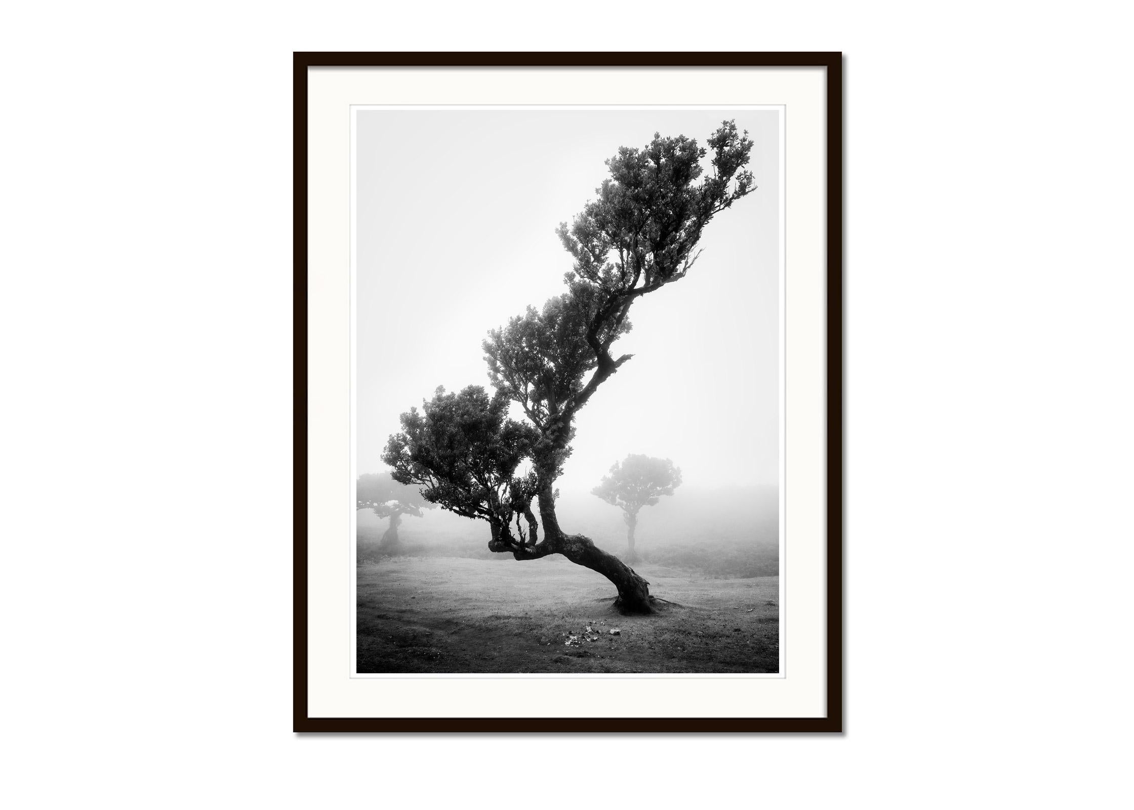 Antiker Laurisilva-Wälder, gebogener Baum, Schwarz-Weiß-Fotografie, Landschaft (Grau), Color Photograph, von Gerald Berghammer