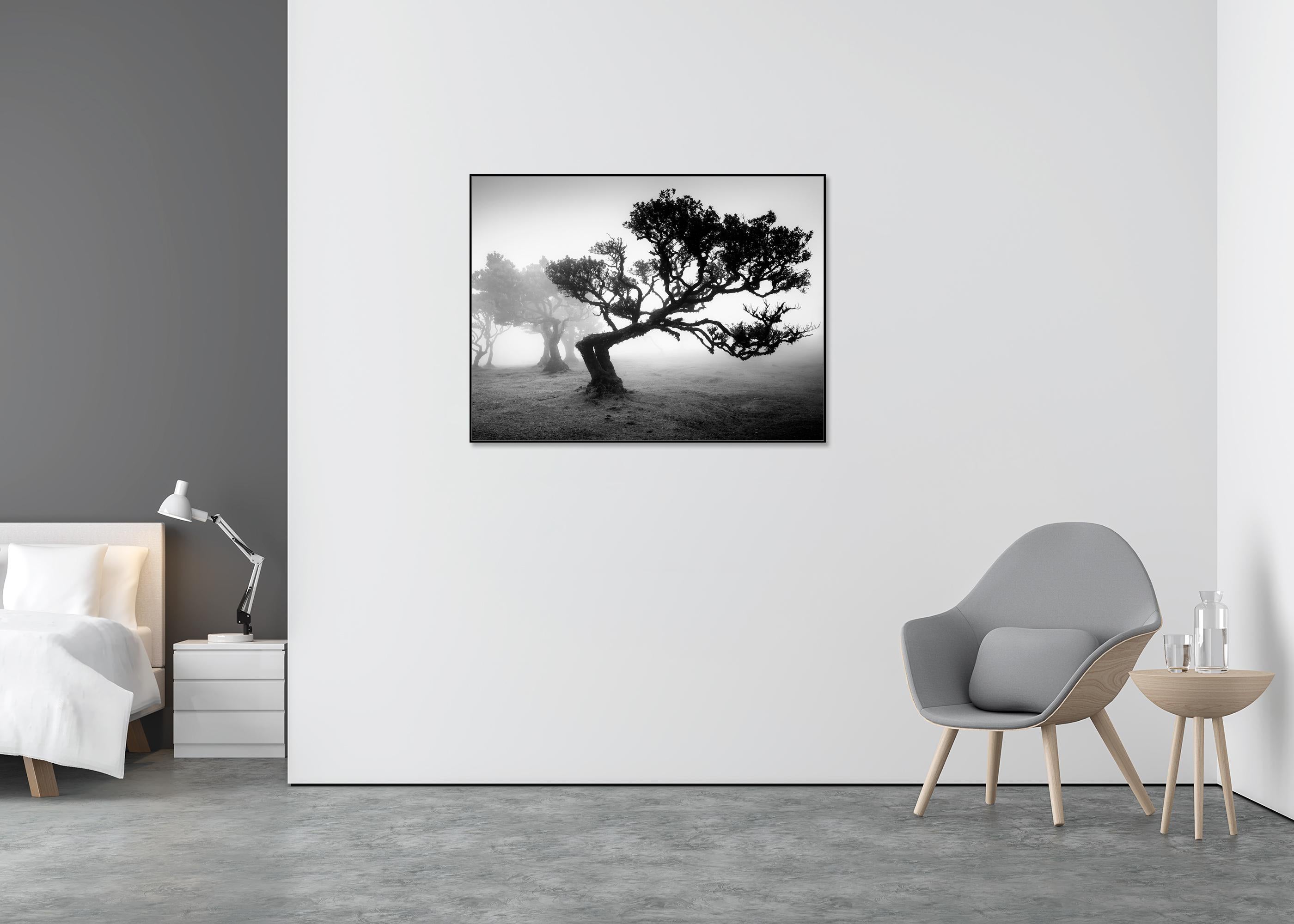 Bosque antiguo de Laurisilva, árbol doblado, fotografía en blanco y negro, paisaje - Black and White Photograph Gris de Gerald Berghammer