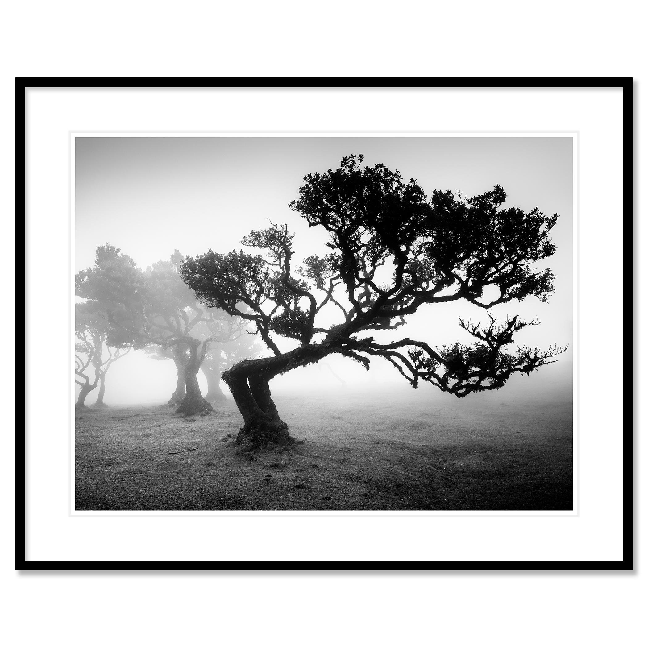 Impresión fotográfica de paisajes en blanco y negro. Árbol doblado en la niebla en el bosque de las hadas en la isla de Madeira, Portugal. Impresión en tinta de pigmento de archivo, edición de 5. Firmada, titulada, fechada y numerada por el artista.