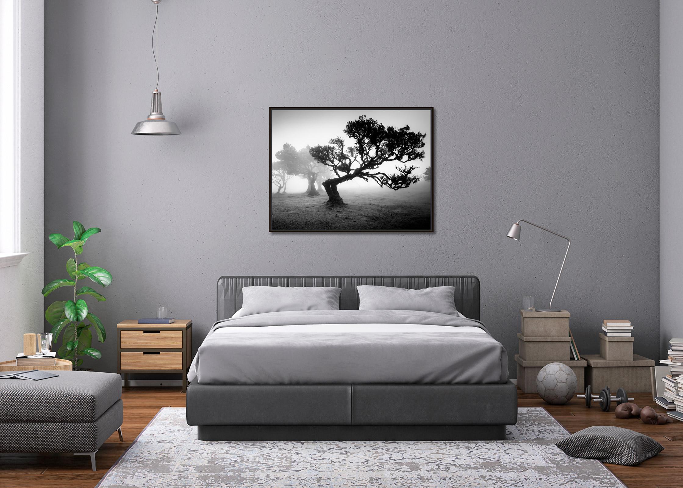 Ancient Laurisilva Forest, bent Tree, black and white photography, landscape For Sale 2