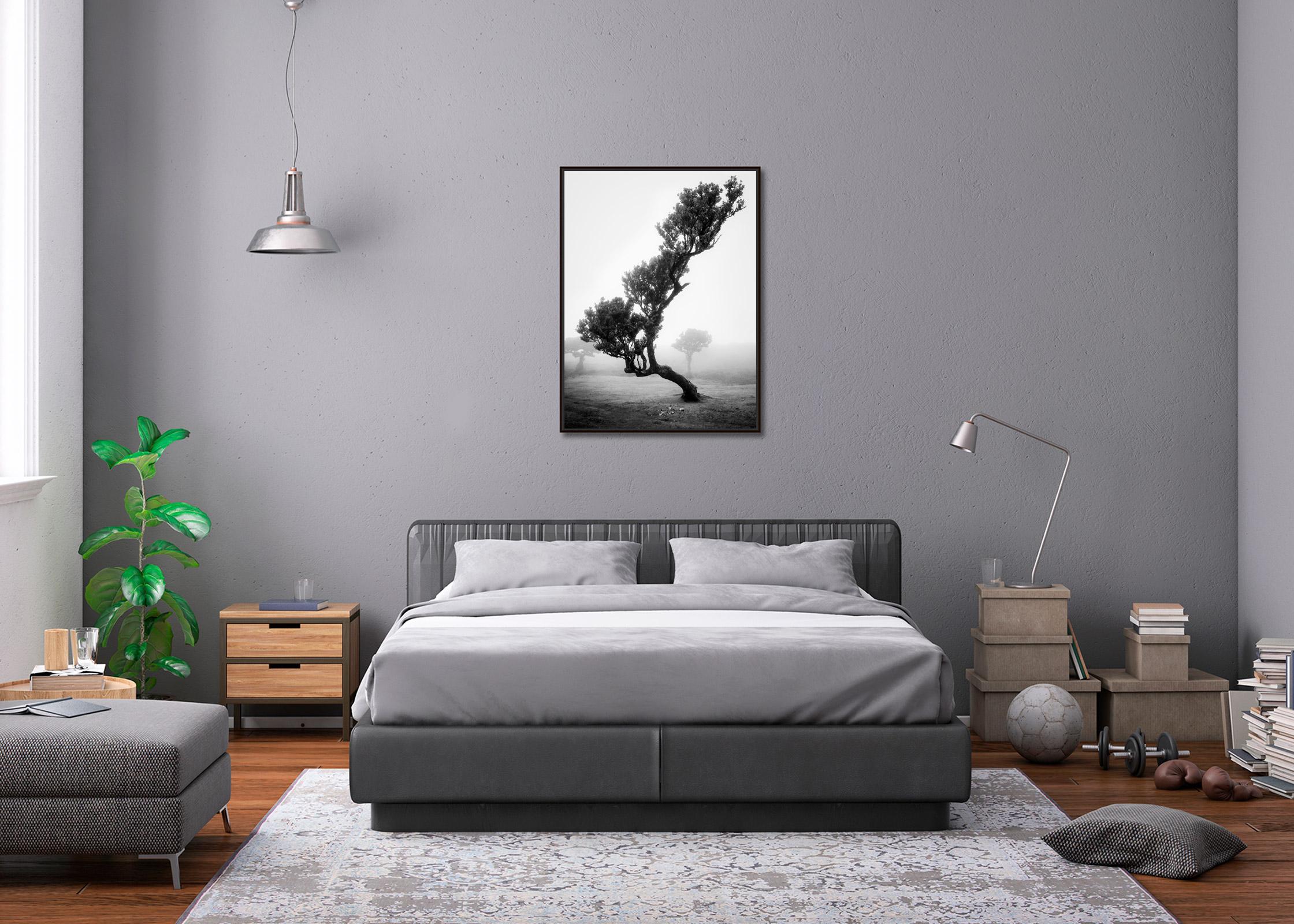Antiker Laurisilva-Wälder, gebogener Baum, Schwarz-Weiß-Fotografie, Landschaft im Angebot 1