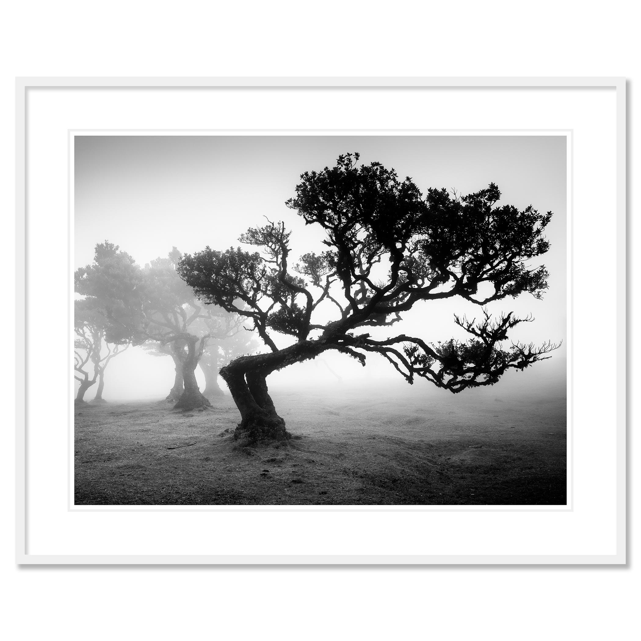 Bosque antiguo de Laurisilva, árbol doblado, fotografía en blanco y negro, paisaje en venta 1