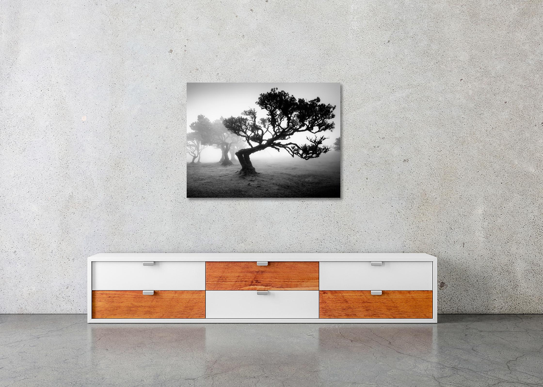 Ancient Laurisilva Forest, bent Tree, black and white photography, landscape For Sale 3