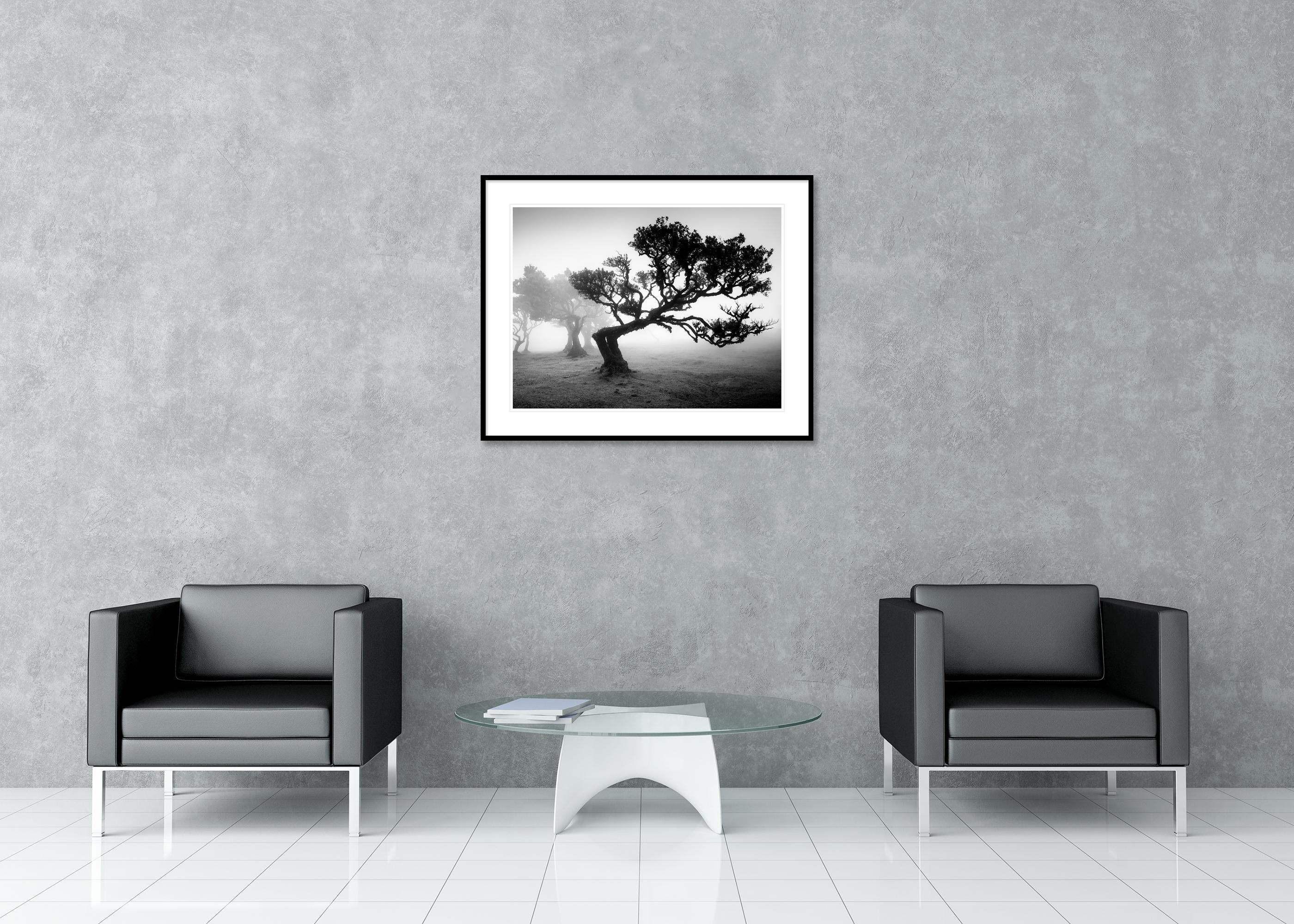 Bosque antiguo de Laurisilva, árbol doblado, fotografía en blanco y negro, paisaje en venta 2