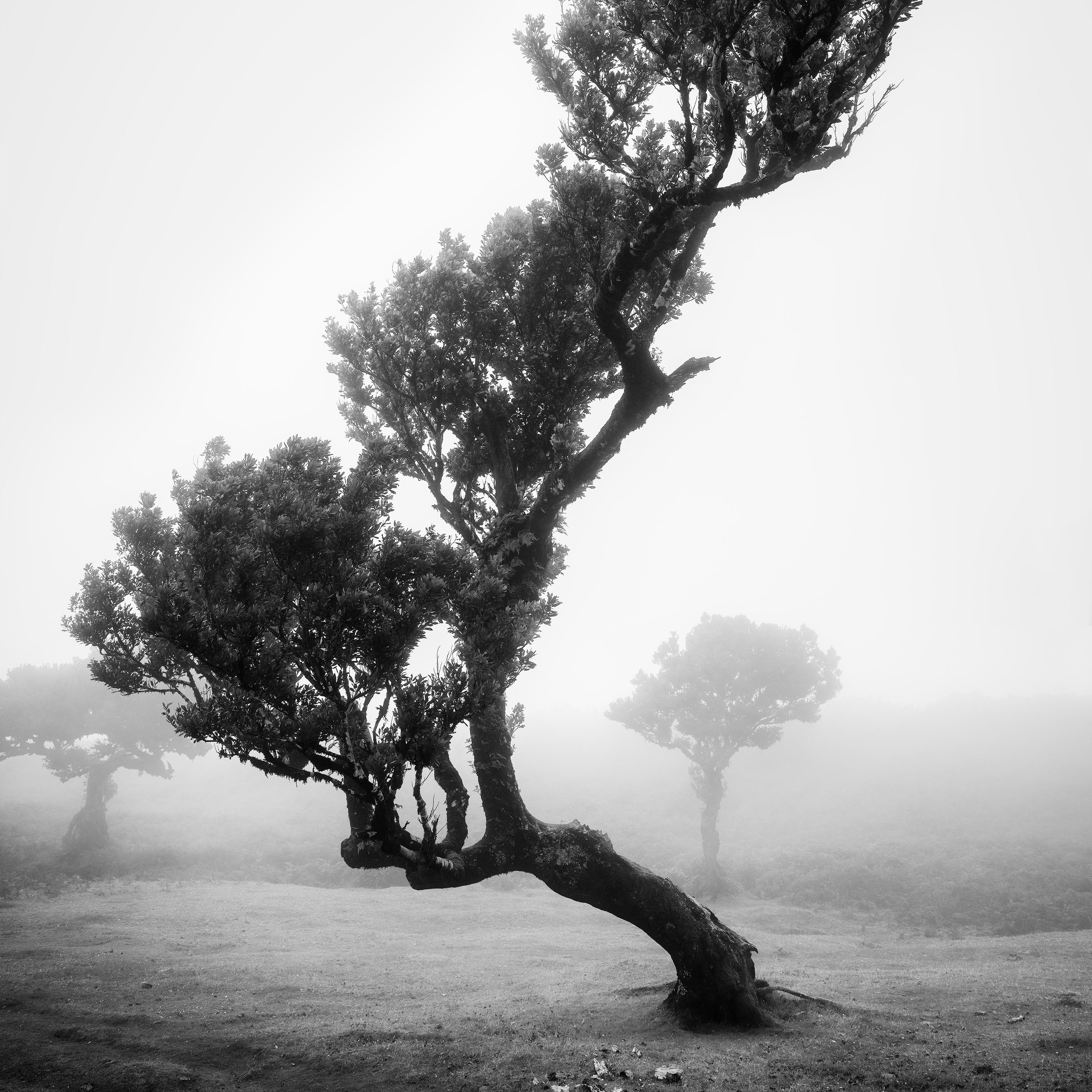 Ancient Laurisilva Forest, bent Tree, black and white photography, landscape For Sale 4