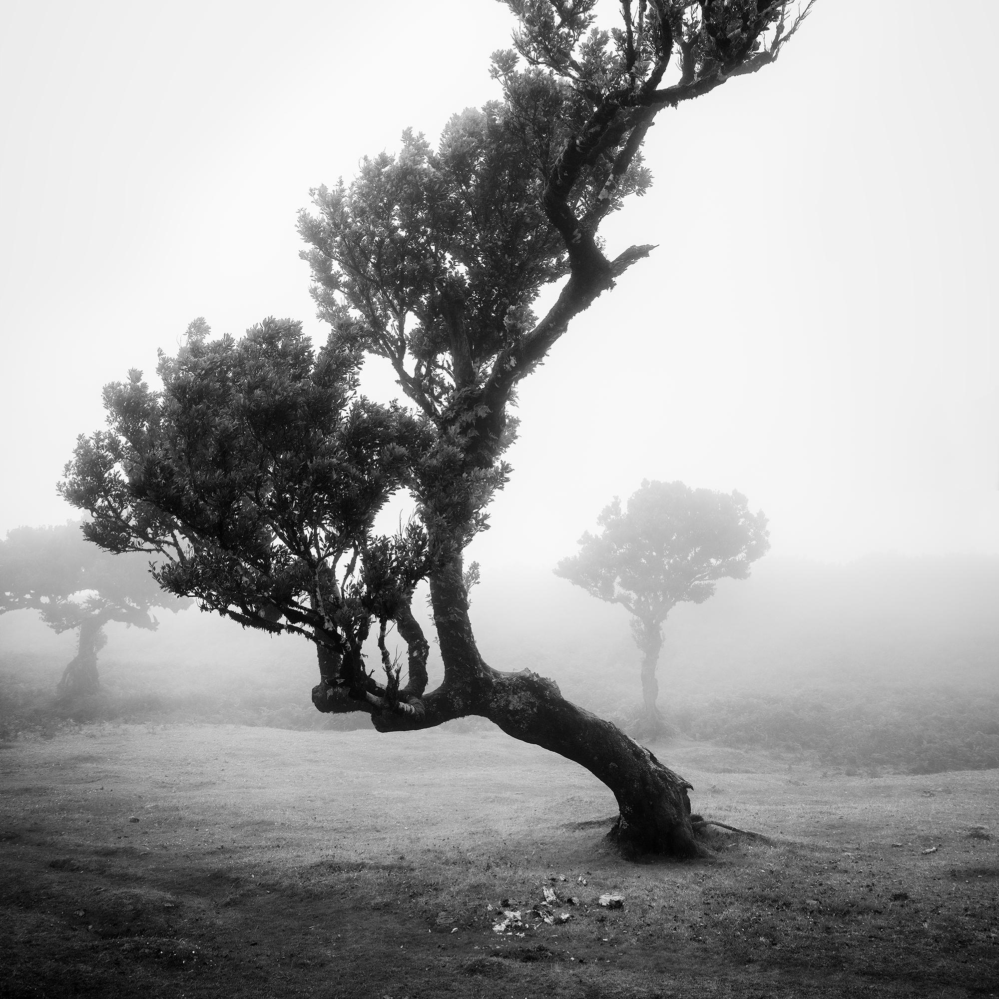 Antiker Laurisilva-Wälder, gebogener Baum, Schwarz-Weiß-Fotografie, Landschaft im Angebot 3