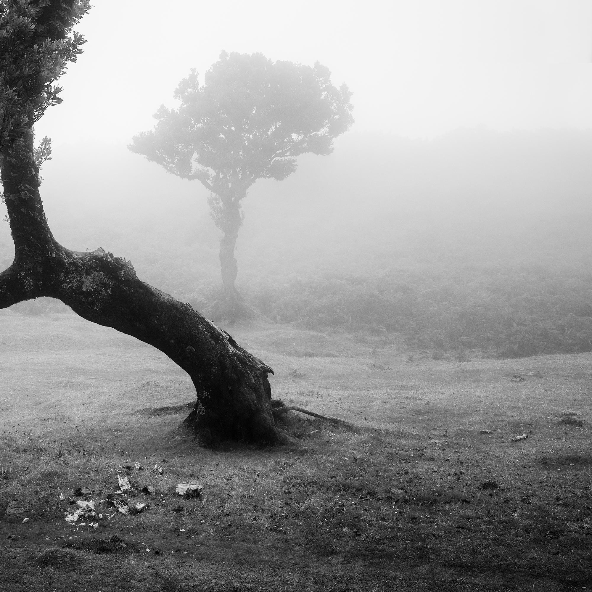Antiker Laurisilva-Wälder, gebogener Baum, Schwarz-Weiß-Fotografie, Landschaft im Angebot 4