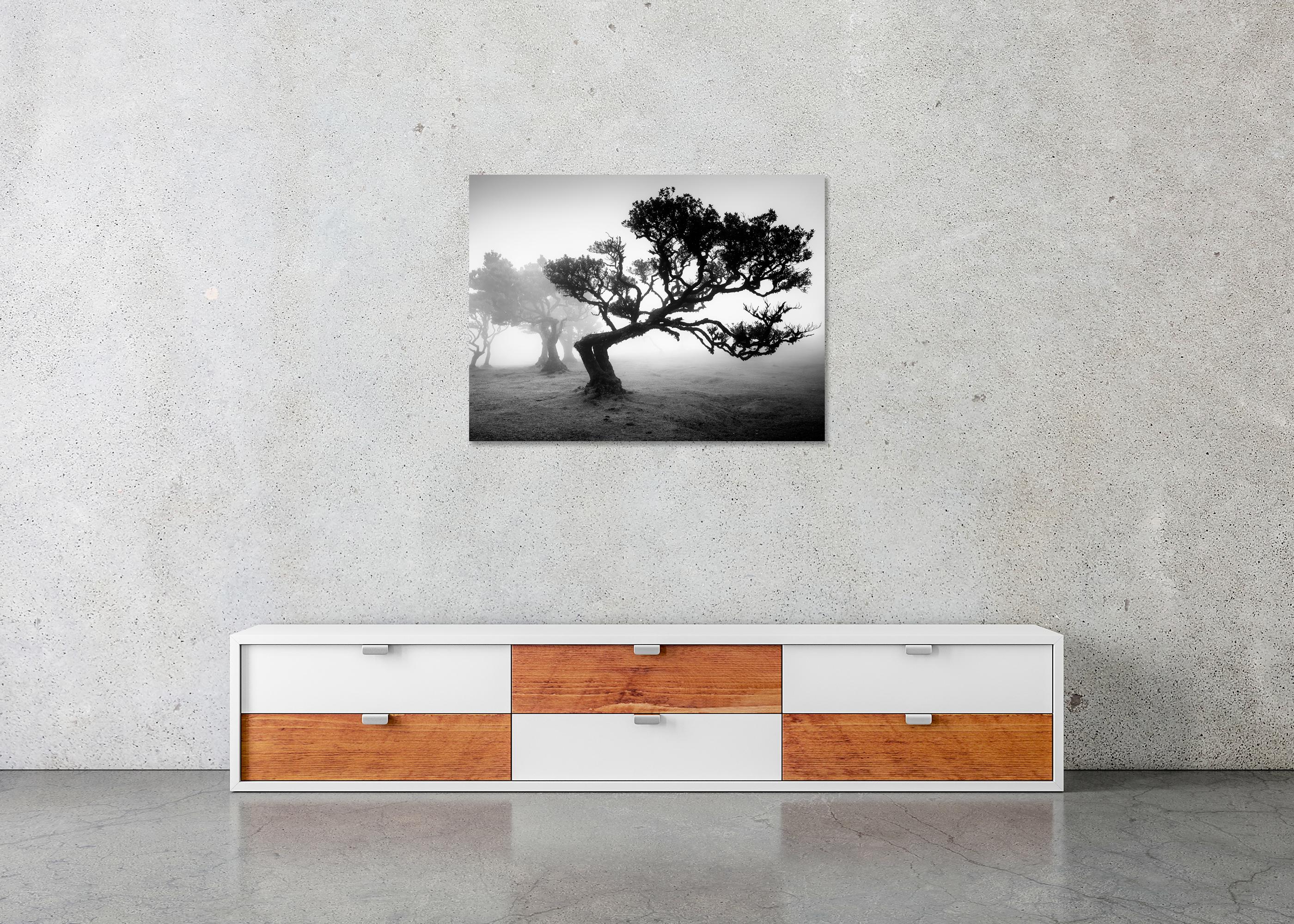 Bosque antiguo de Laurisilva, árbol doblado, fotografía en blanco y negro, paisaje en venta 4