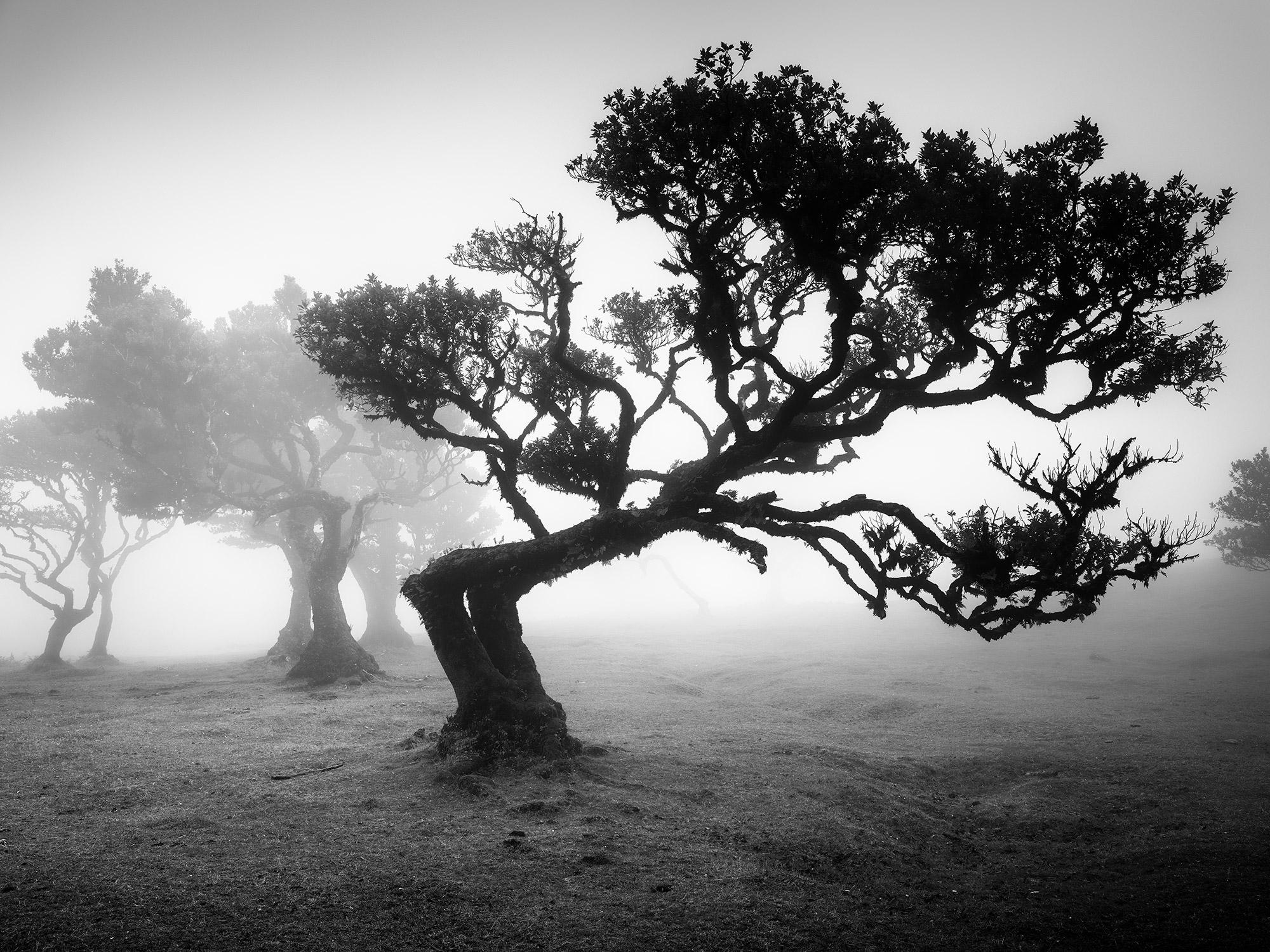 Gerald Berghammer Black and White Photograph – Antiker Laurisilva-Wälder, gebogener Baum, Schwarz-Weiß-Fotografie, Landschaft