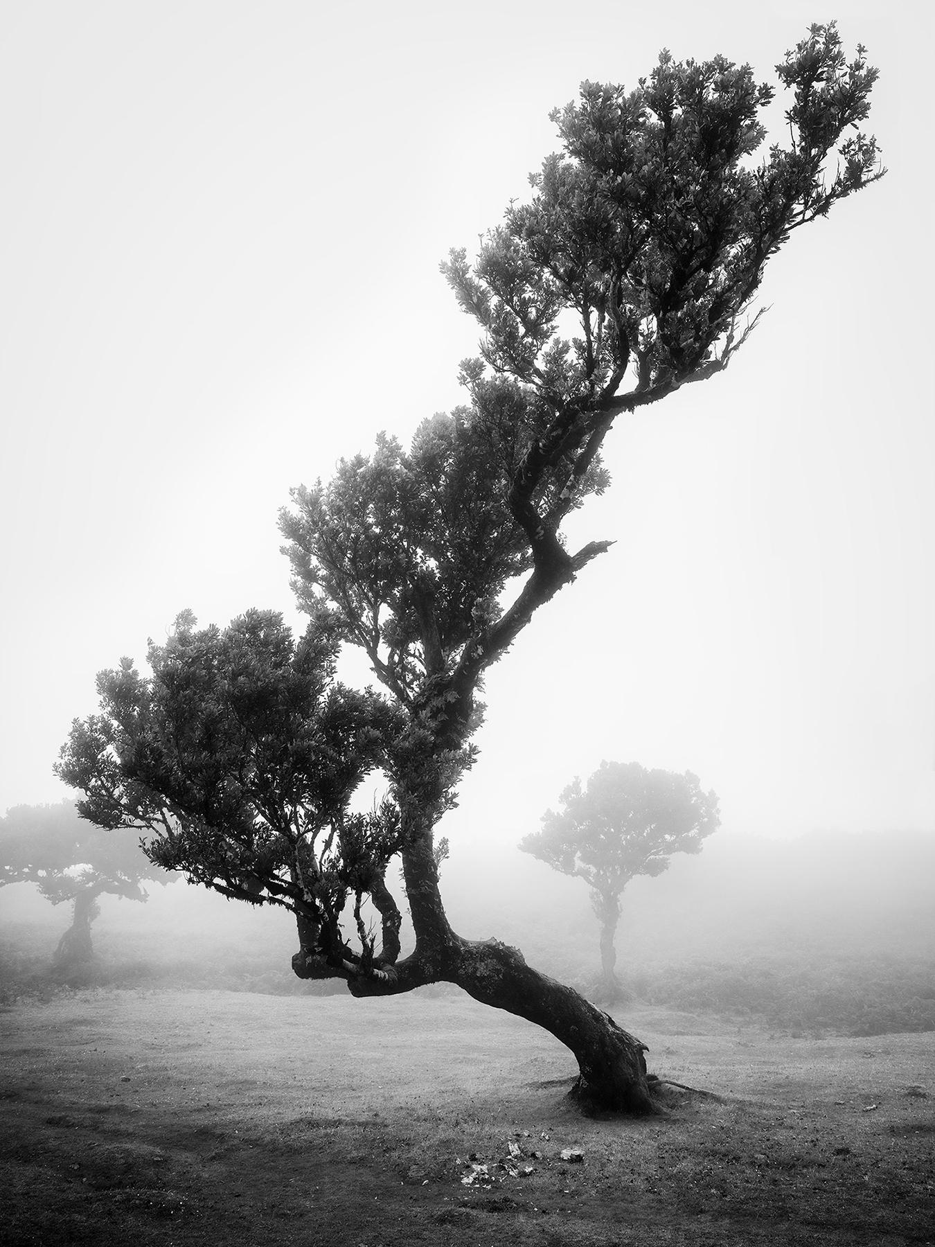 Gerald Berghammer Black and White Photograph - Ancient Laurisilva Forest, bent Tree, black and white photography, landscape