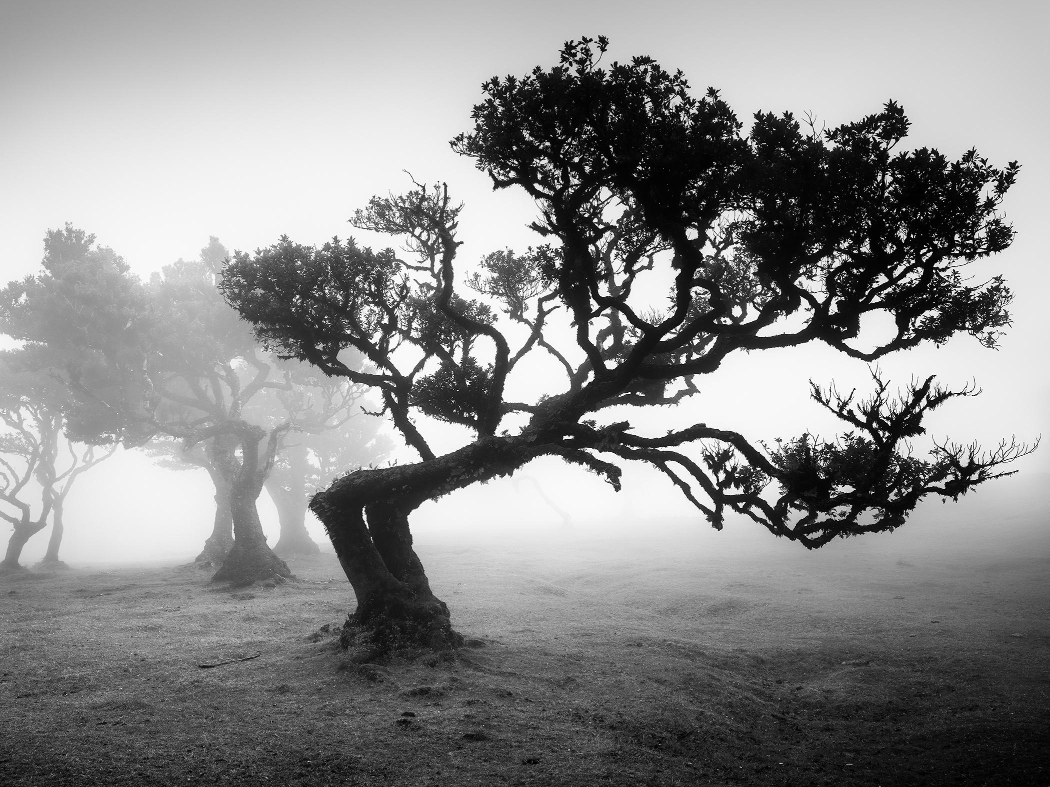 Antica foresta di Laurisilva, albero piegato, fotografia di paesaggio, edizione limitata