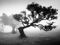 Bosque antiguo de Laurisilva, árbol doblado, fotografía de paisaje, edición limitada