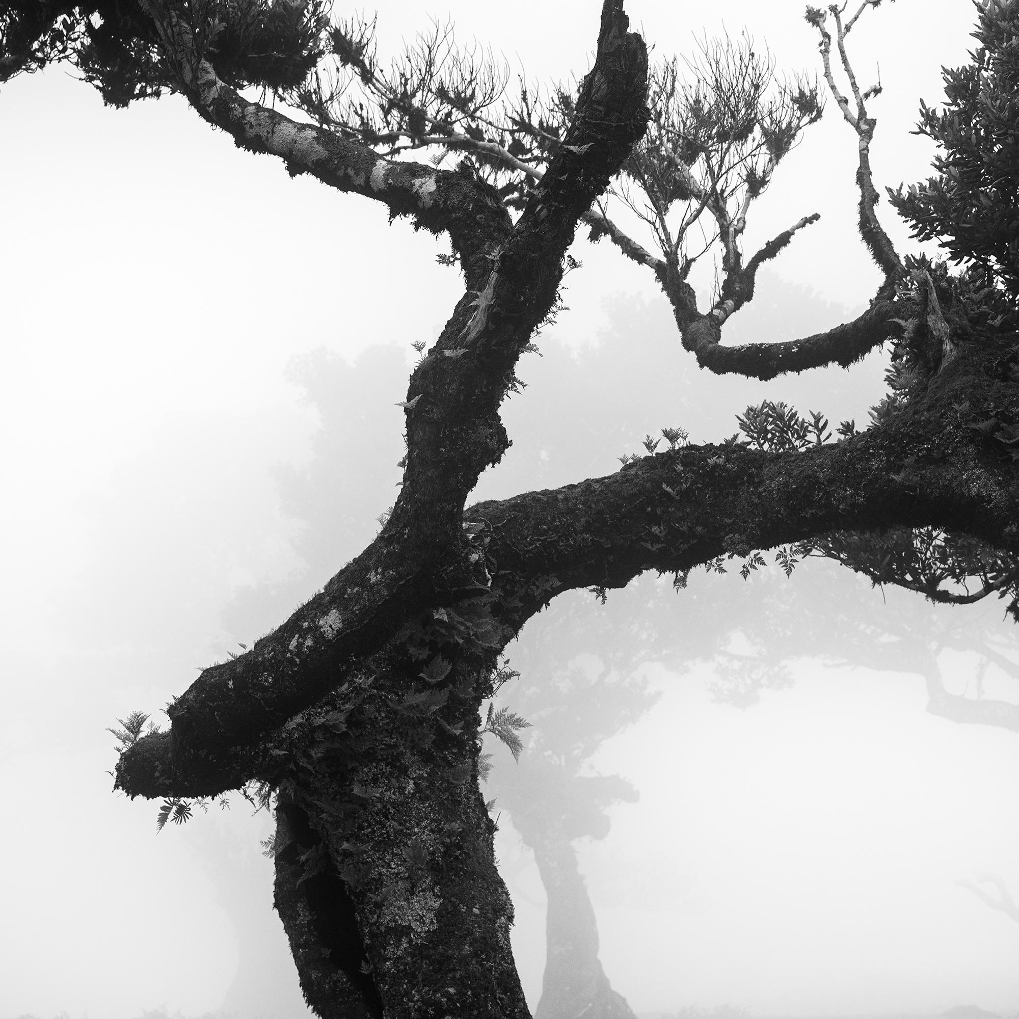 Ancient Laurisilva Forest, bent Tree, Madeira, black and white landscape photo For Sale 5