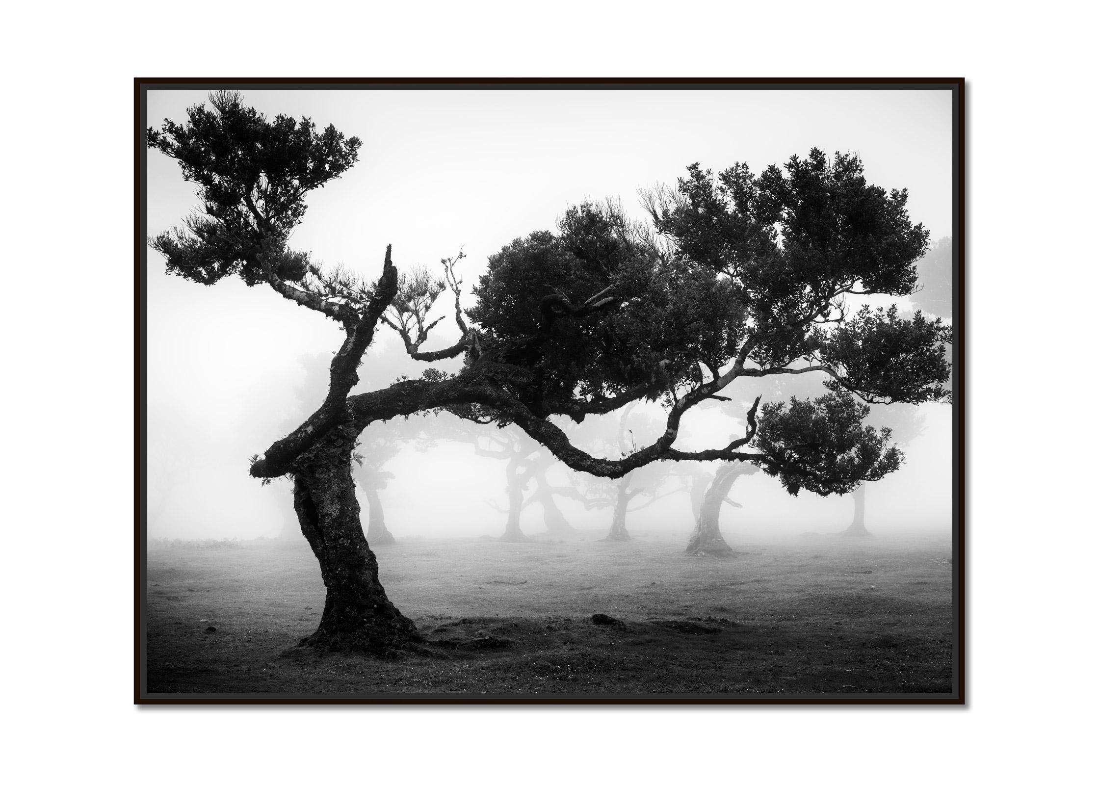 Ancient Laurisilva Forest, bent Tree, Madeira, black and white landscape photo - Photograph by Gerald Berghammer