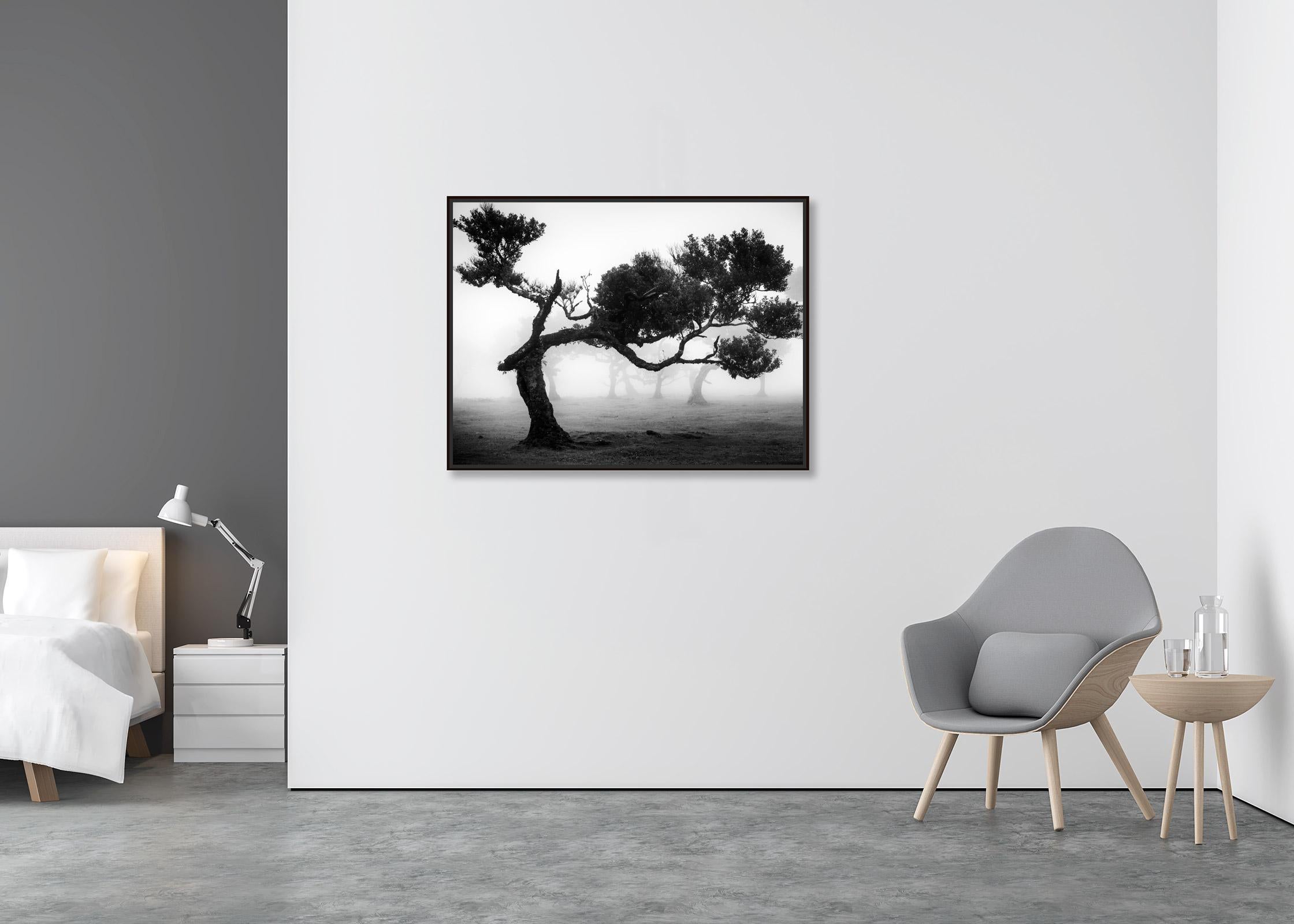 Ancient Laurisilva Forest, bent Tree, Madeira, black and white landscape photo - Contemporary Photograph by Gerald Berghammer